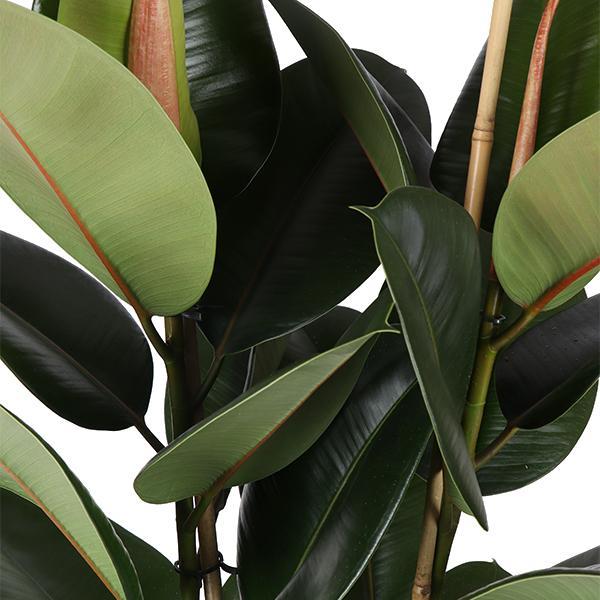 Ficus Elastica Robusta – Ø21cm – ↕90cm im blauen Vibes-Topf