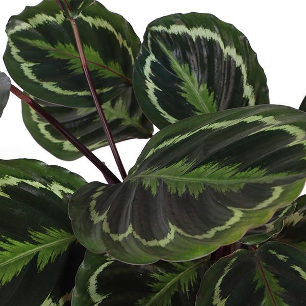 Calathea-Medaillon Ø21cm - ↕70cm im Vibes BLUE-Topf