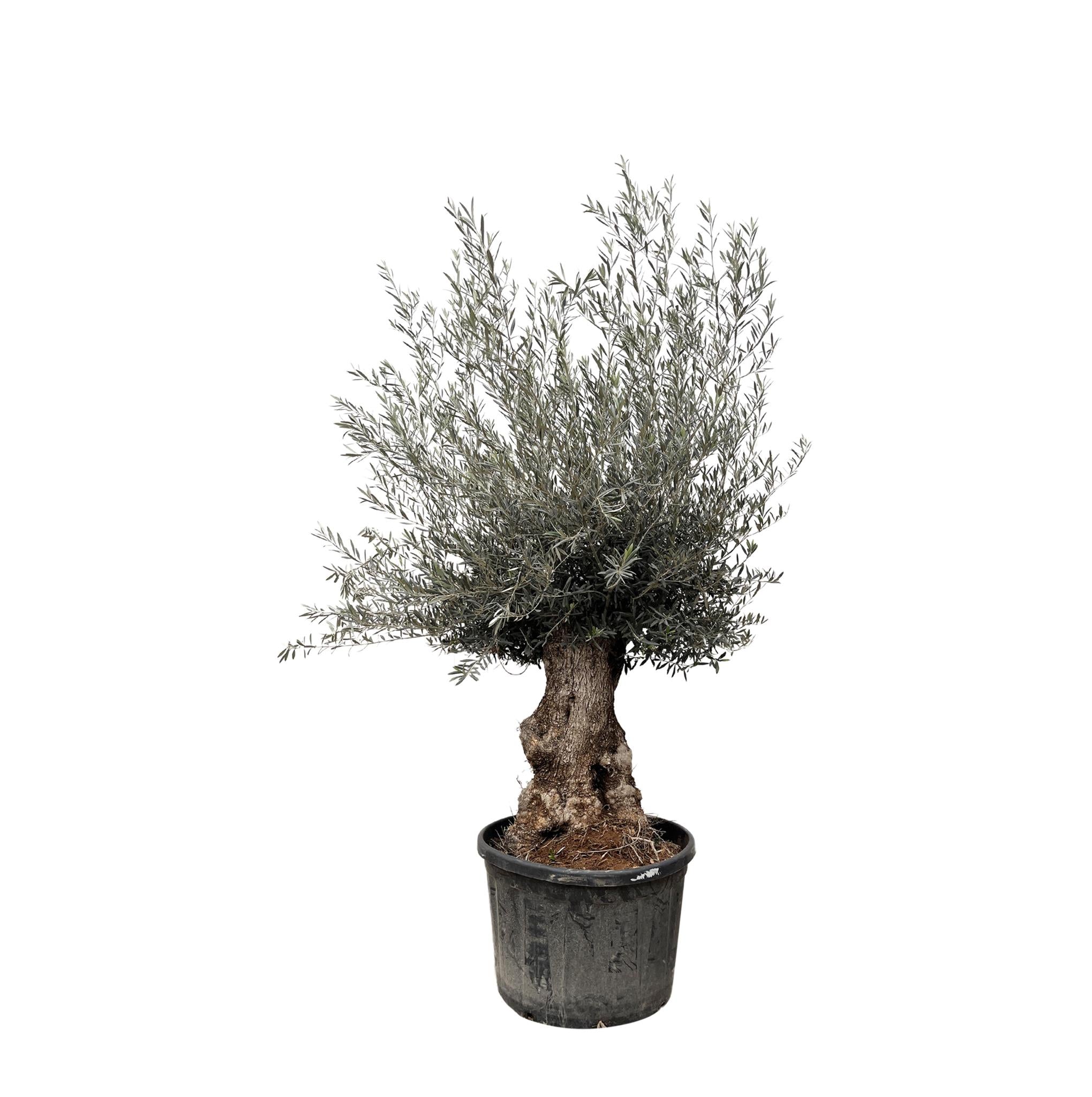 Olea Europaea Bonsai – 225 cm – Ø80