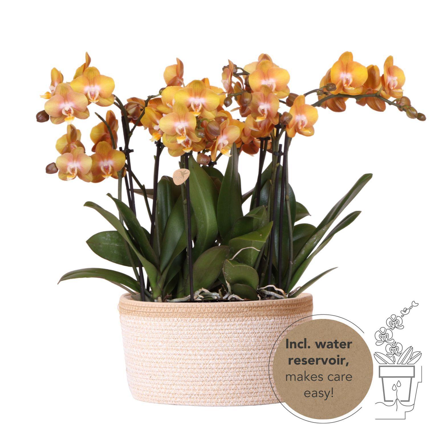 Hummingbird Orchids | orange orchid set in Cotton Basket incl. water reservoir | three orange orchids Las Vegas 12cm | Mono Bouquet orange with self-sufficient water reservoir.