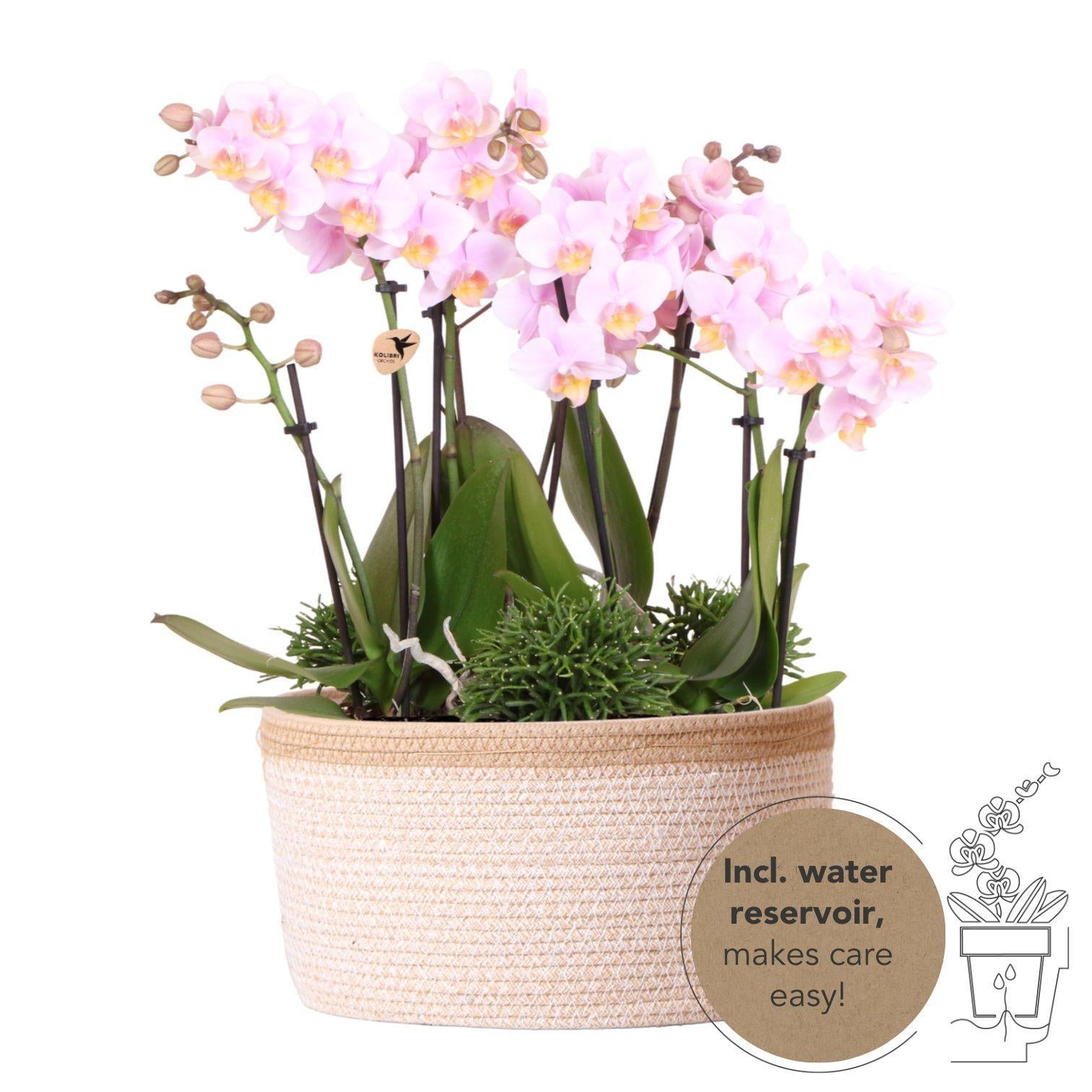 Hummingbird Orchids | pink plant set in Cotton Basket incl. water reservoir | three pink orchids Andorra 9cm and three green plants Rhipsalis | Jungle Bouquet pink with self-sufficient water reservoir