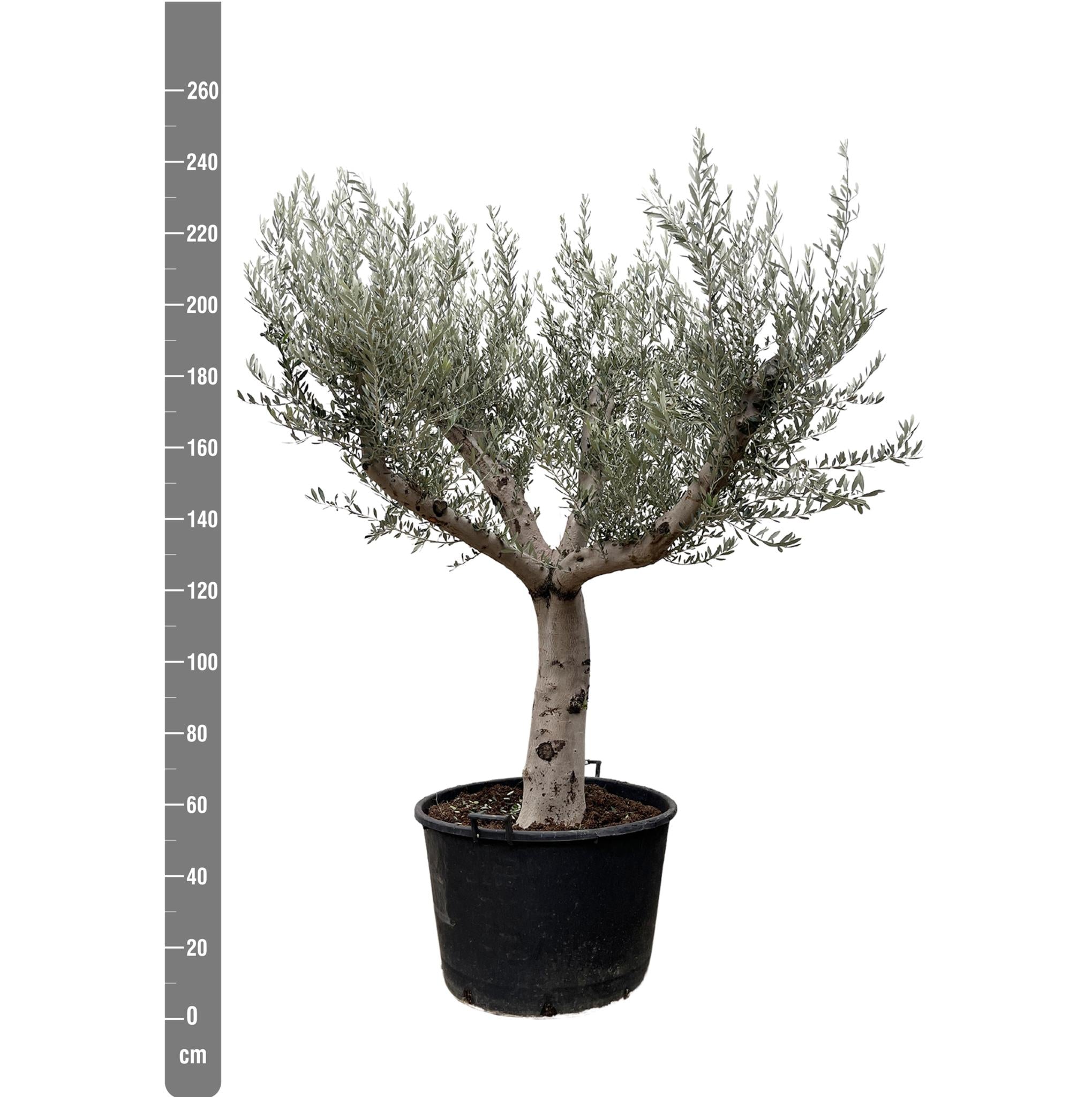 Olea Europaea Cultivo – 250 cm – Ø80