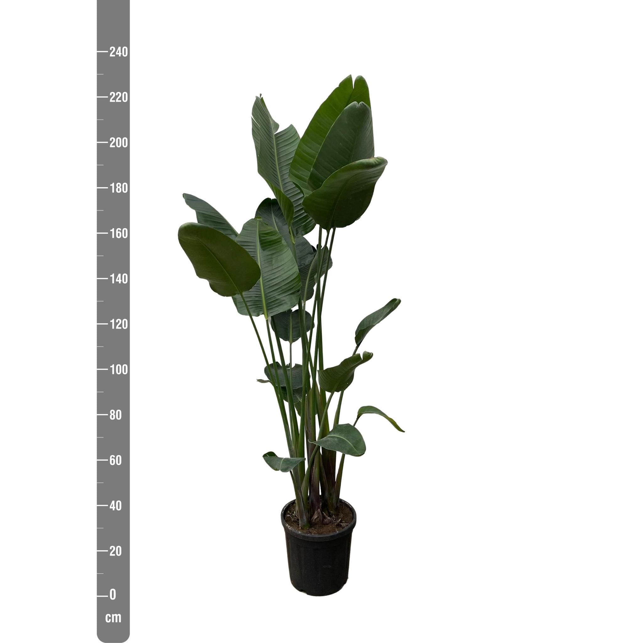 Strelitzia Nicolai XXL - 250 cm - ø50