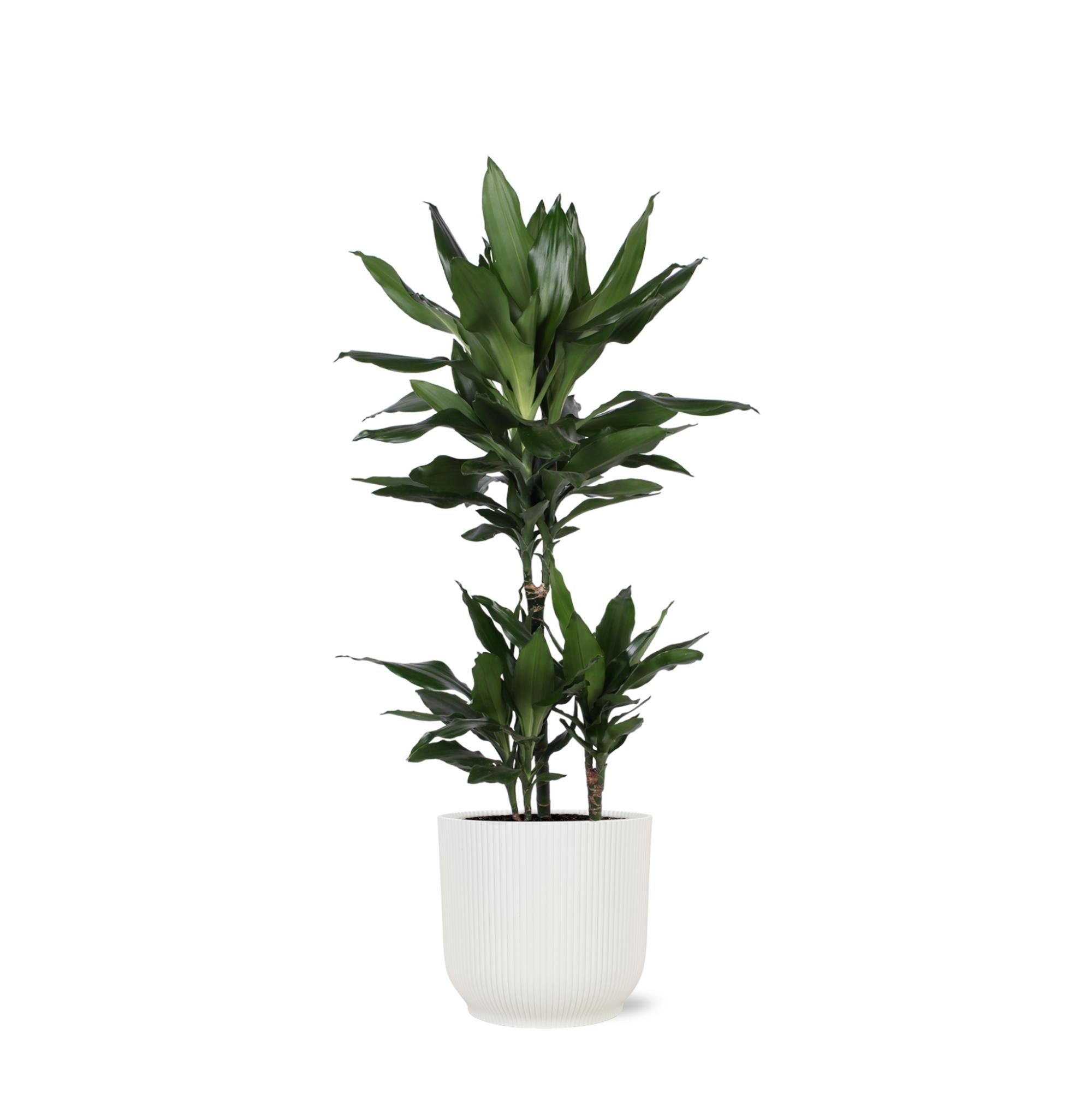 Dracaena Janet Lind Ø21cm - ↕90cm im Vibes WHITE Topf