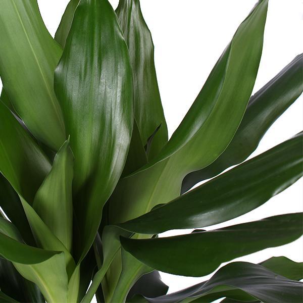 Dracaena Janet Lind Ø21cm - ↕90cm im Vibes WHITE Topf