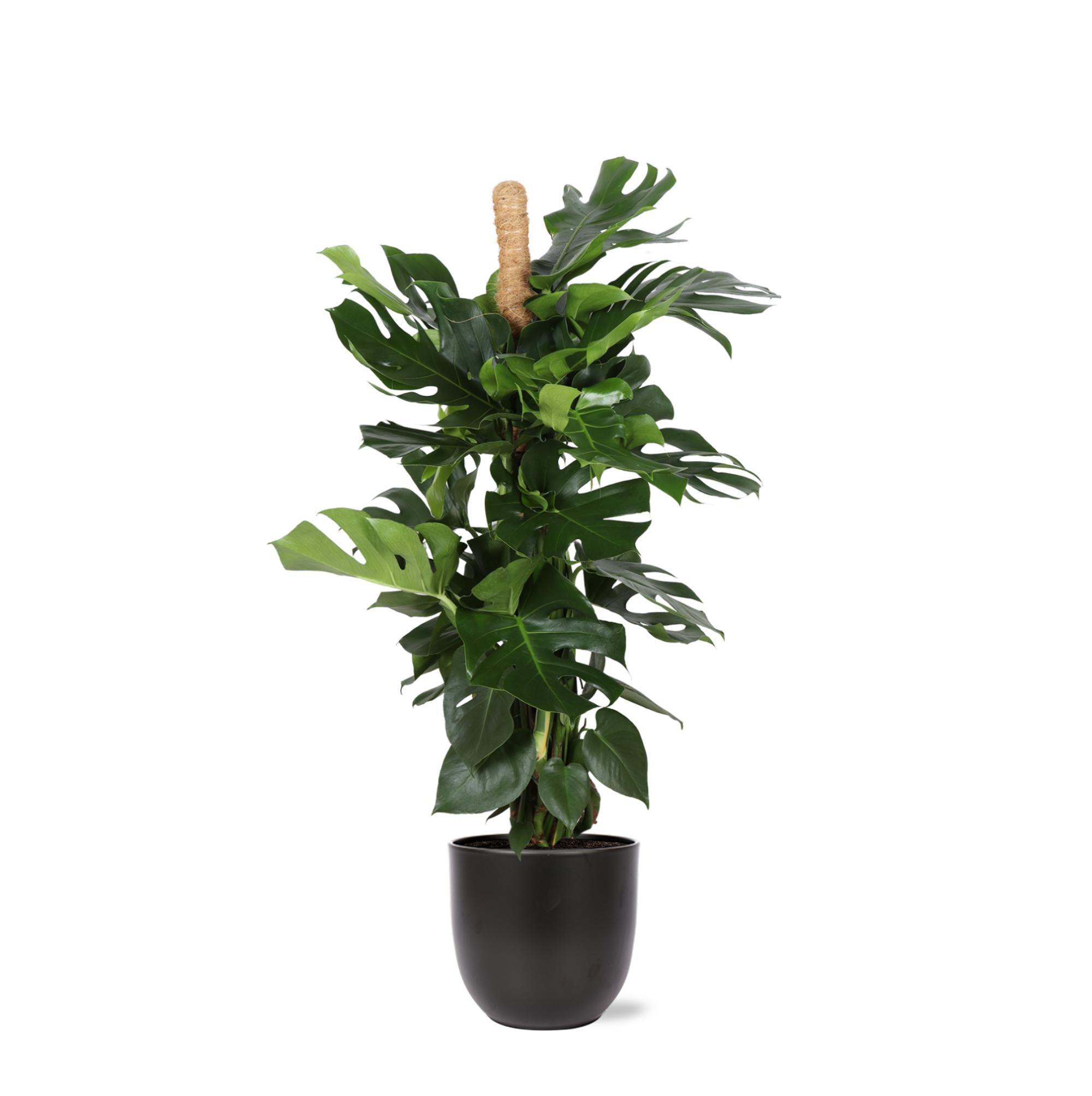 Monstera Deliciosa MOOS STICK Ø27cm ↕150cm im Boule ANTHRAZIT Topf