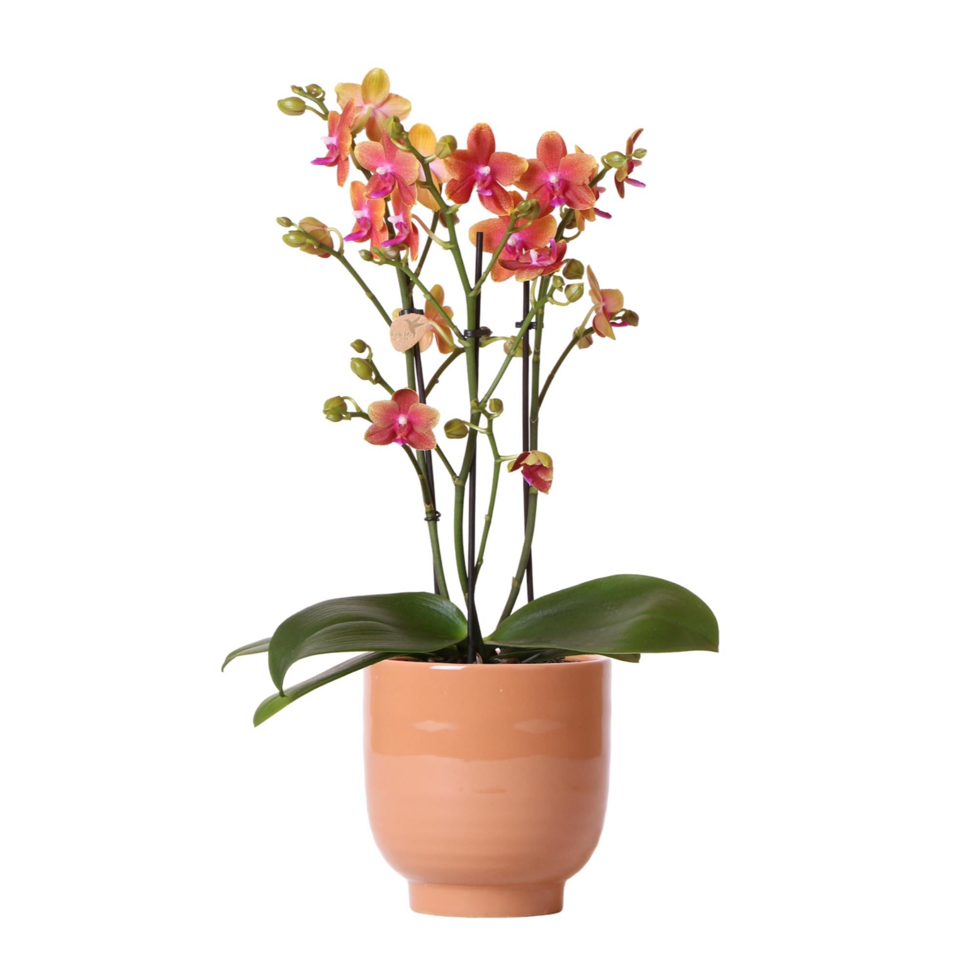 Hummingbird Orchids | Orange scented phalaenopsis orchid in cognac colored Glazed decorative pot - pot size Ø12cm