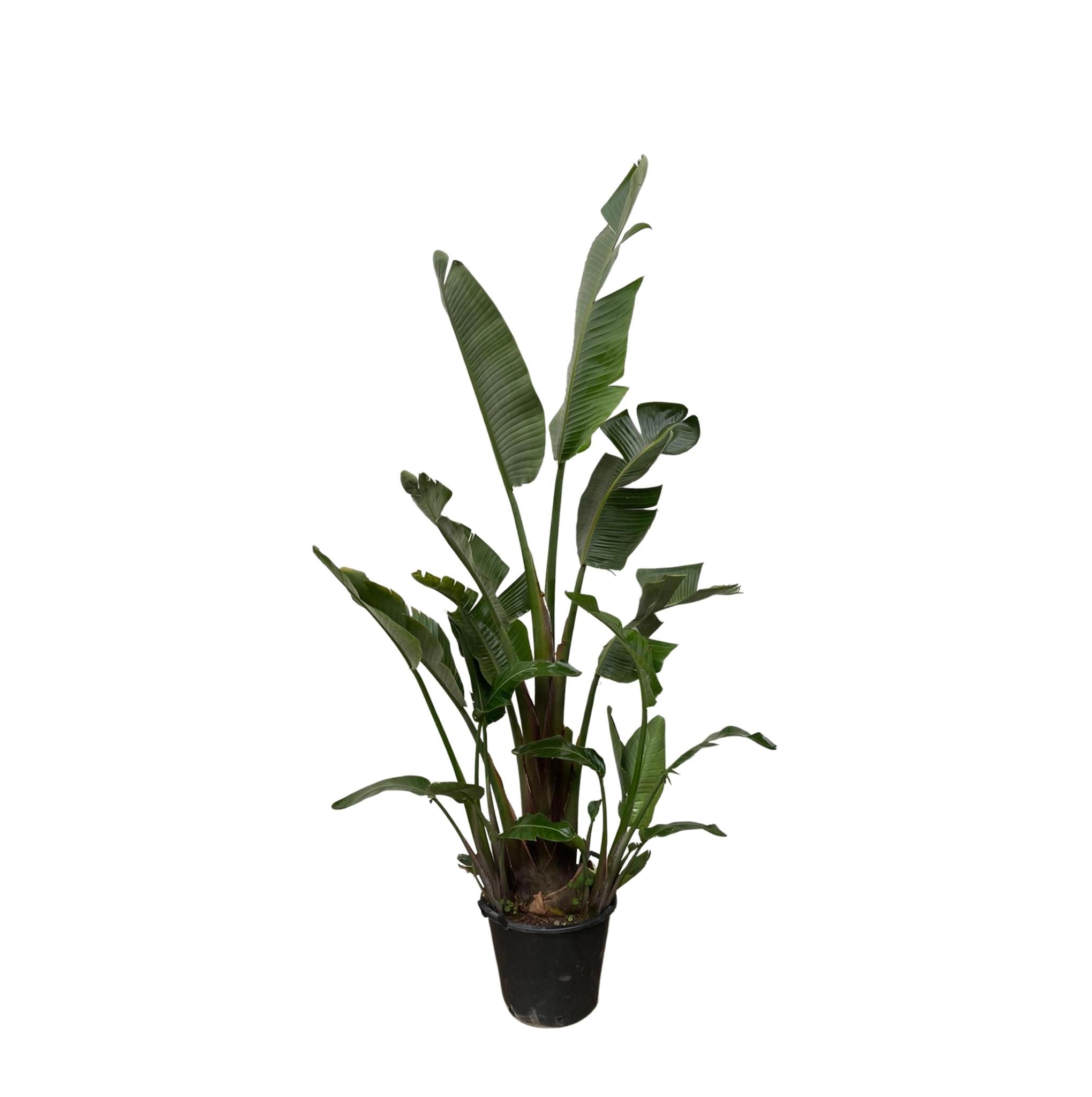 Strelitzia Augusta – 250 cm – ⌀45