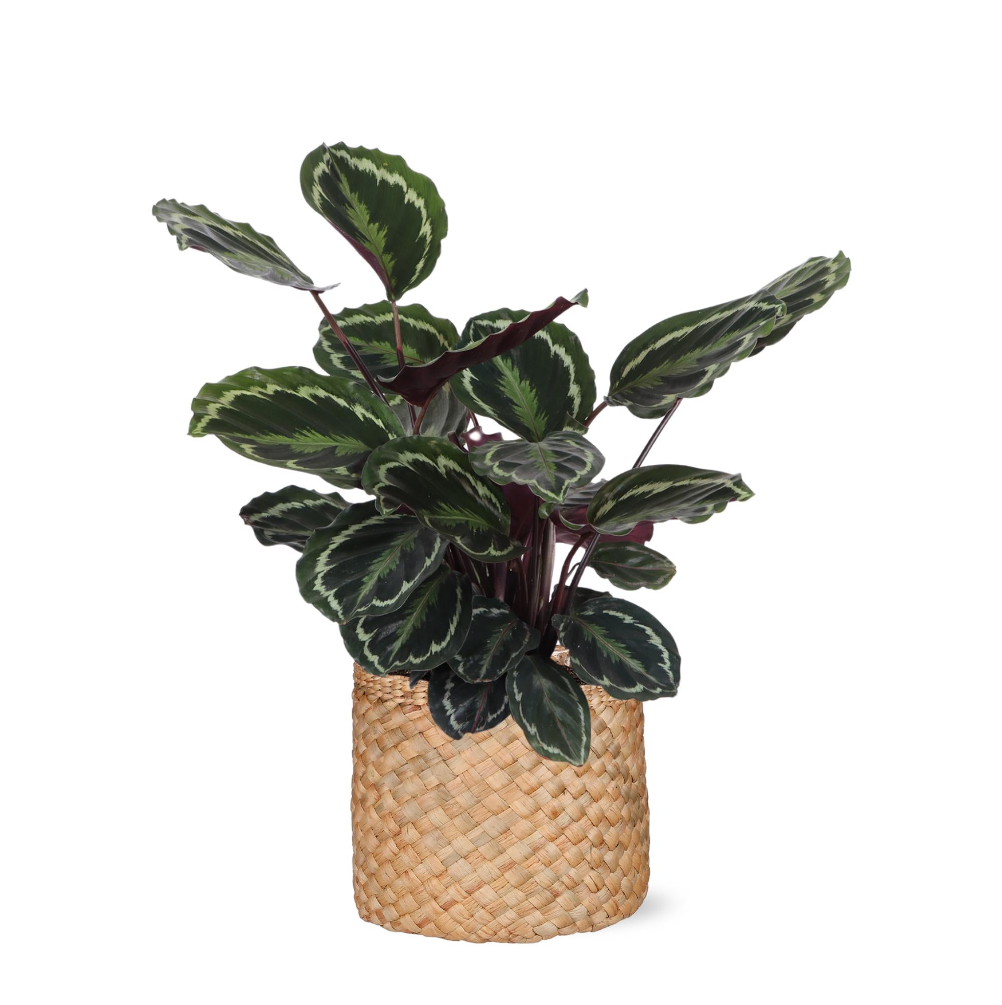 Calathea Medallion Ø21cm - ↕70cm in Albury NATURAL basket