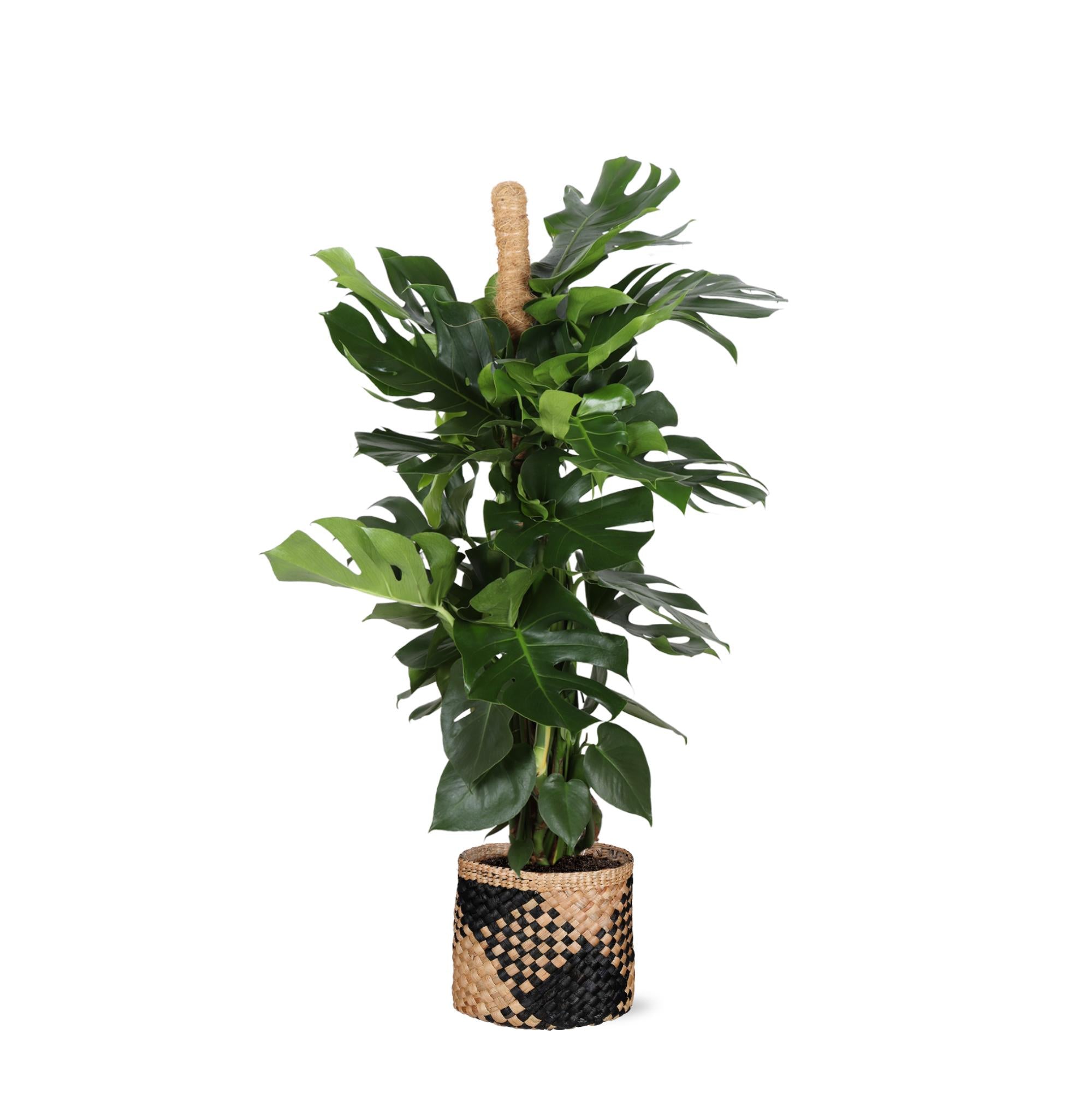 Monstera Deliciosa MOSS STICK Ø27cm ↕150cm in Albury BLACK print basket