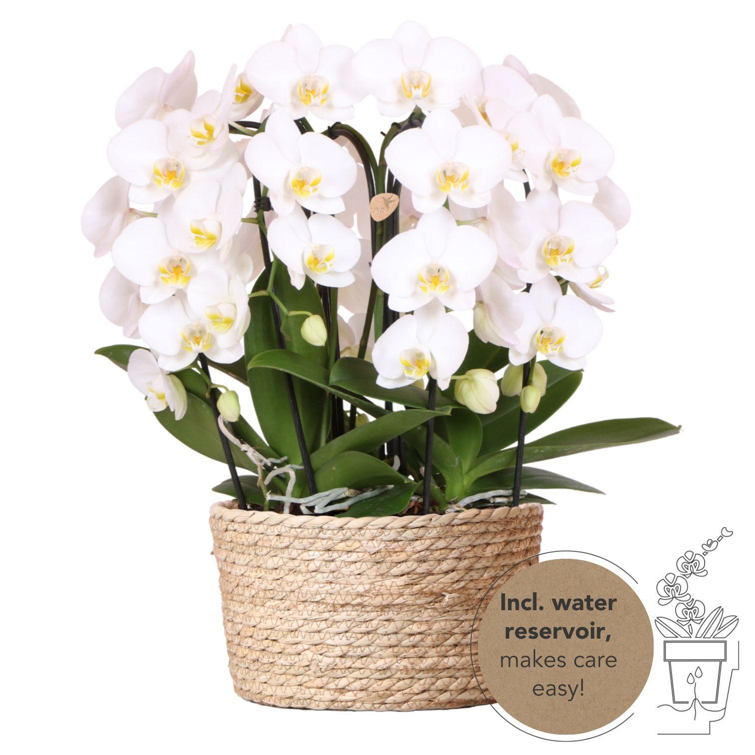 Hummingbird Orchids | white orchid set in Reed Basket incl. water reservoir | three curved white orchids Niagara Fall 12cm | Mono Bouquet white with self-sufficient water reservoir