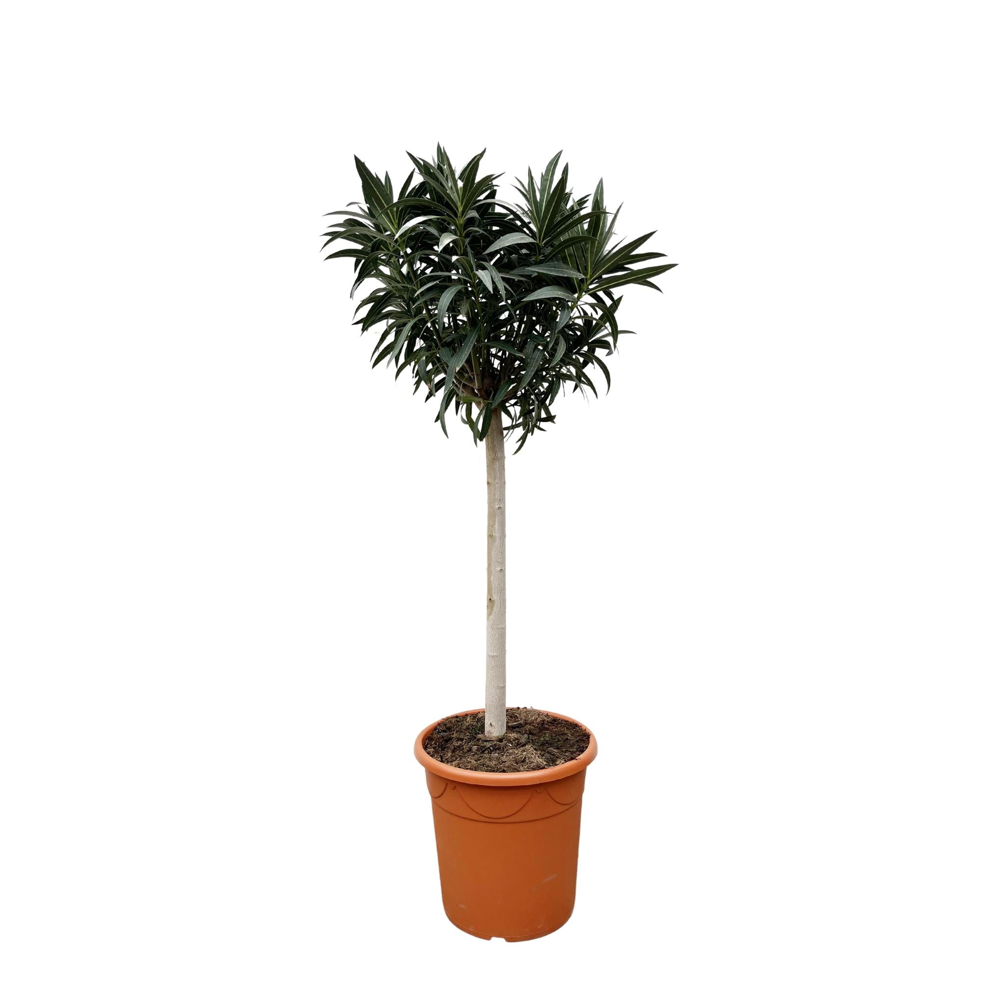 Nerium Oleander on stem with white flower - 200cm - Ø35