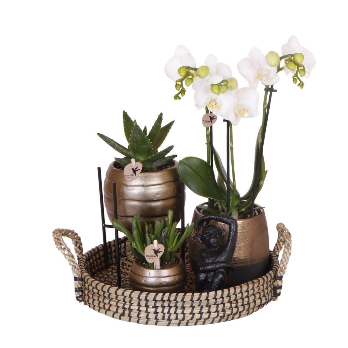 Hummingbird Company | Gift set Home Hub | Plant set with Phalaenopsis Orchid and Succulents incl. ceramic decorative pots