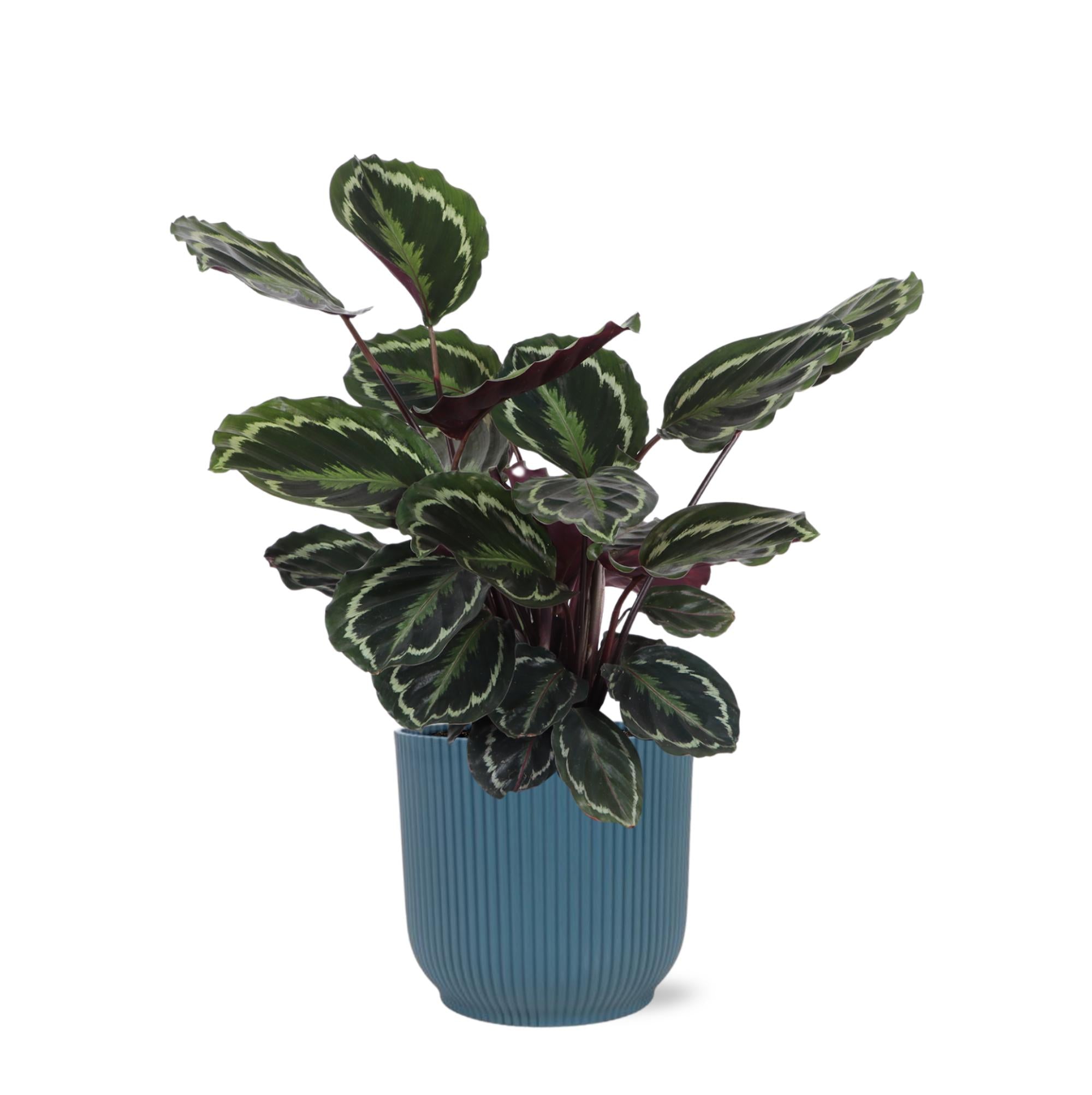 Calathea-Medaillon Ø21cm - ↕70cm im Vibes BLUE-Topf