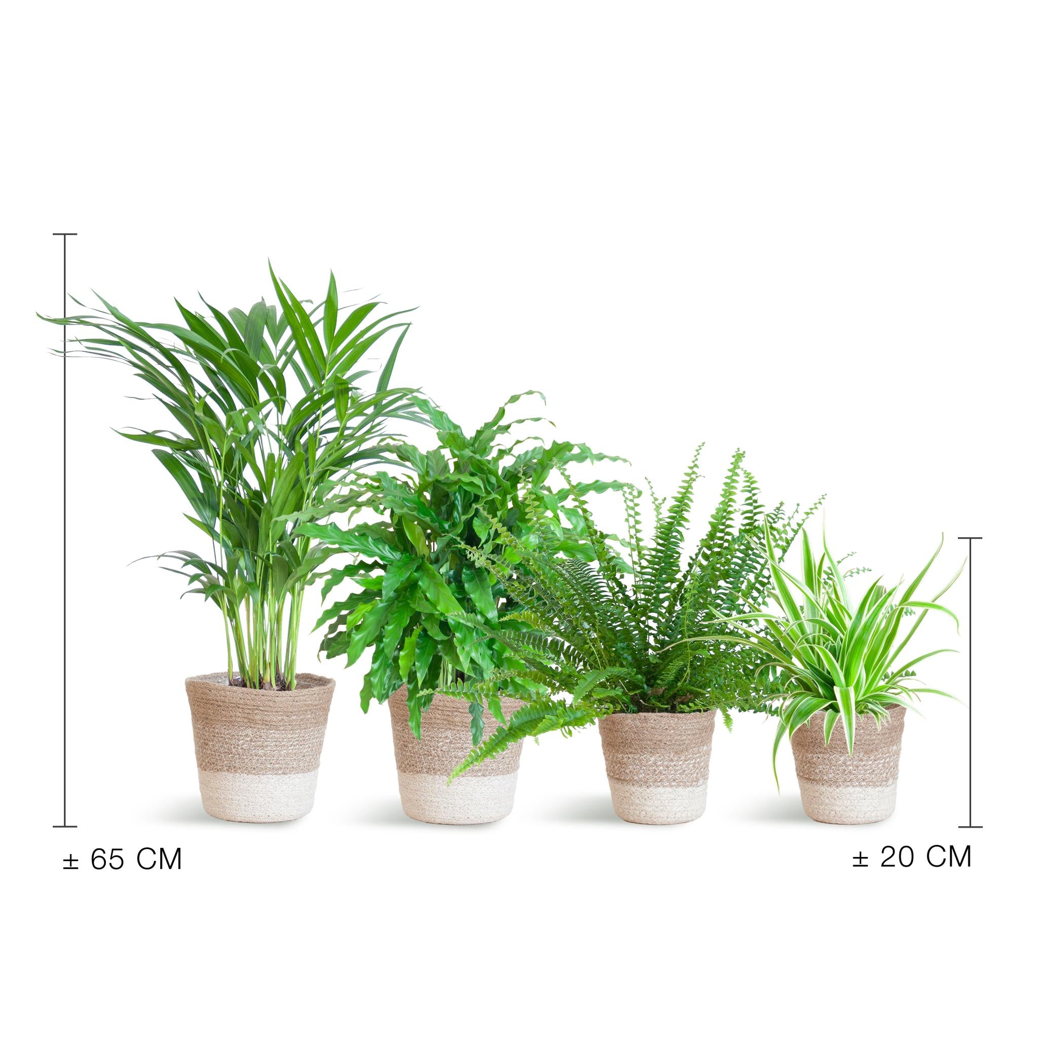 Animal-friendly plant set medium