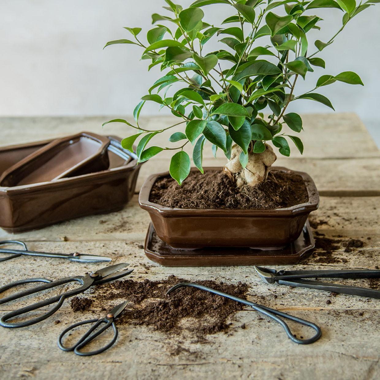 Bonsai root hook - 20.5 cm - Bonsai tool