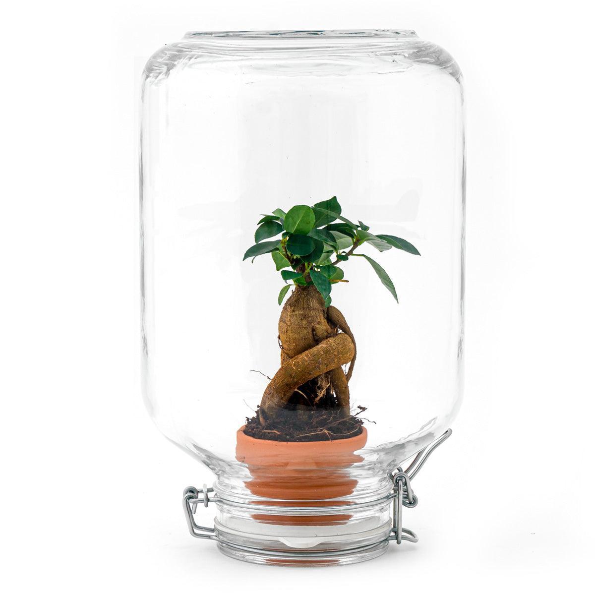 Easyplant - Ficus Ginseng bonsai - Mini ecosystem