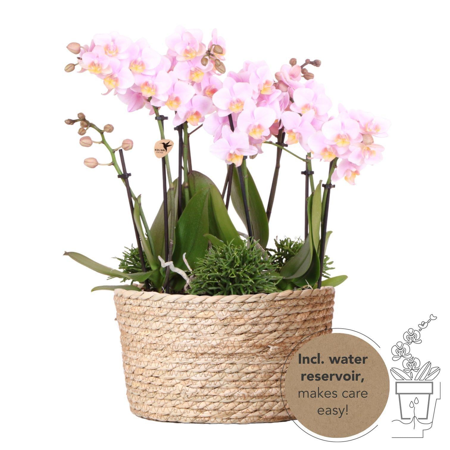 Hummingbird Orchids | pink plant set in Reed Basket incl. water reservoir | three pink orchids Andorra 9cm and three green plants Rhipsalis | Jungle Bouquet pink with self-sufficient water reservoir