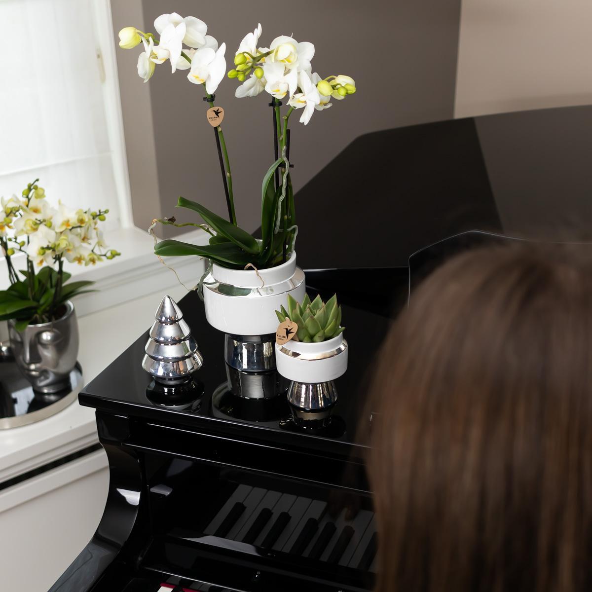 Kolibri Company - Set of white orchid and Succulent on silver tray - fresh from the grower