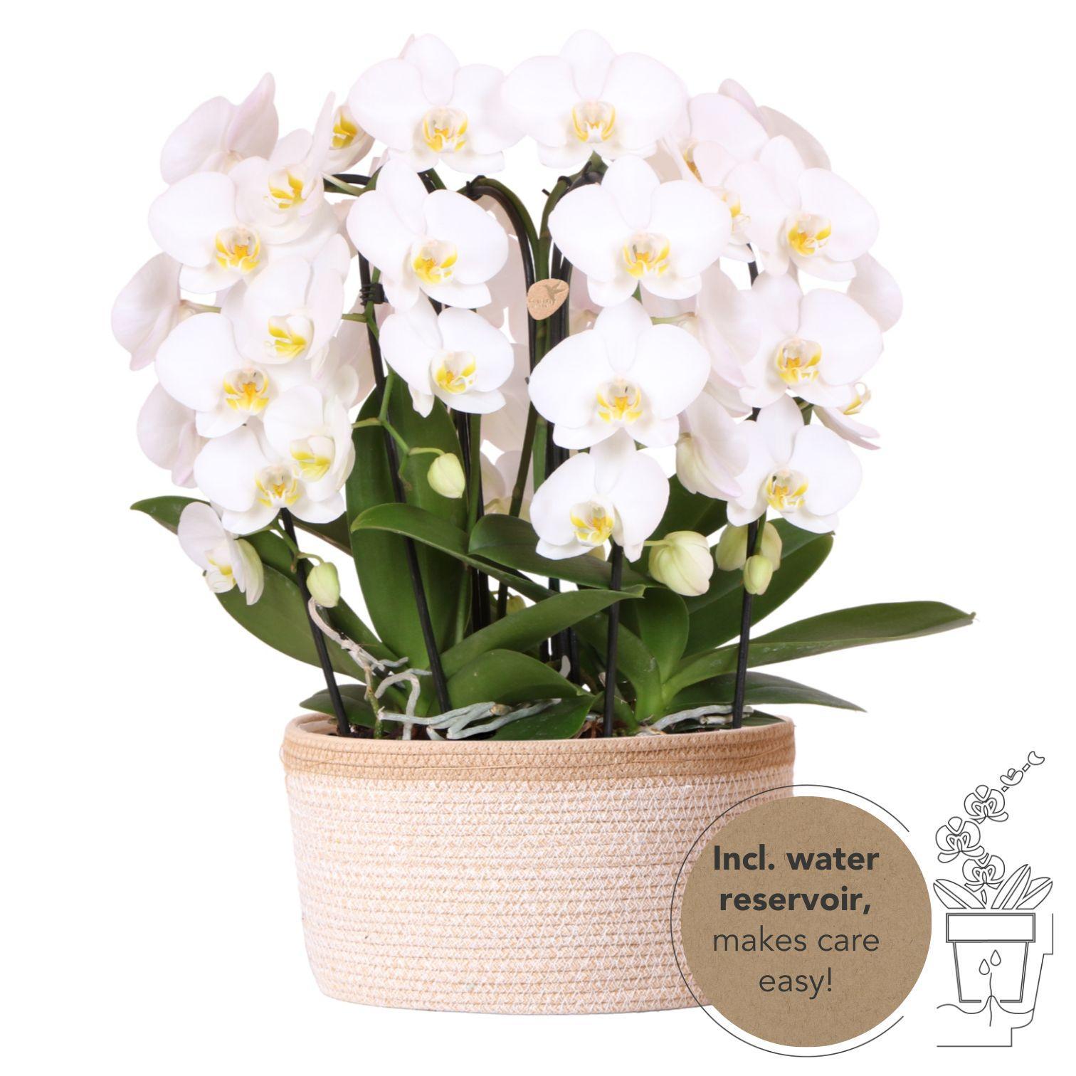 Hummingbird Orchids | white orchid set in Cotton Basket incl. water reservoir | three curved white orchids Niagara Fall 12cm | Mono Bouquet white with self-sufficient