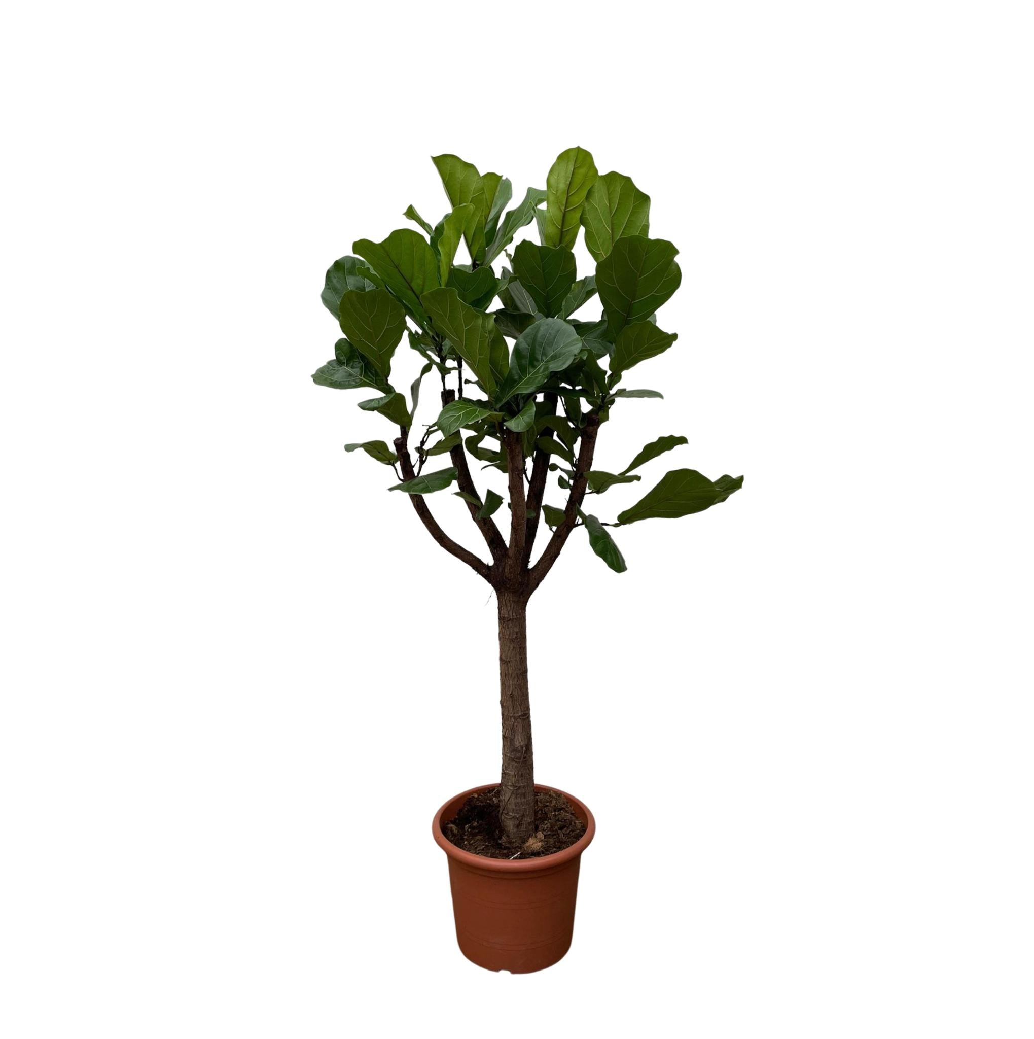 Ficus Lyrata Baum XXL - 210 cm - ø40