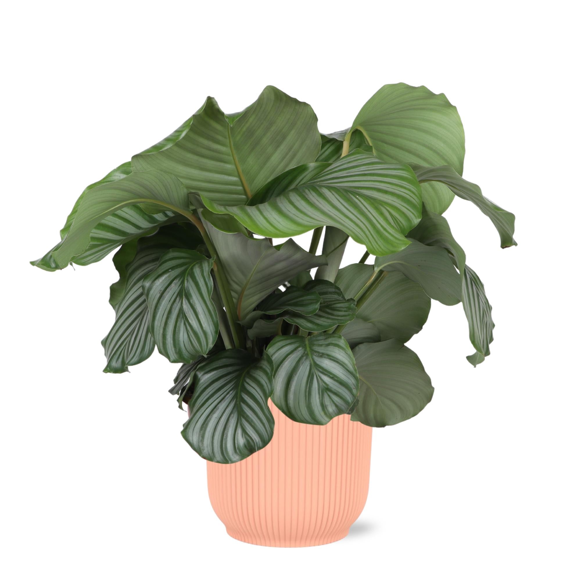 Calathea Orbifolia Ø21cm - ↕70cm in Vibes PINK pot