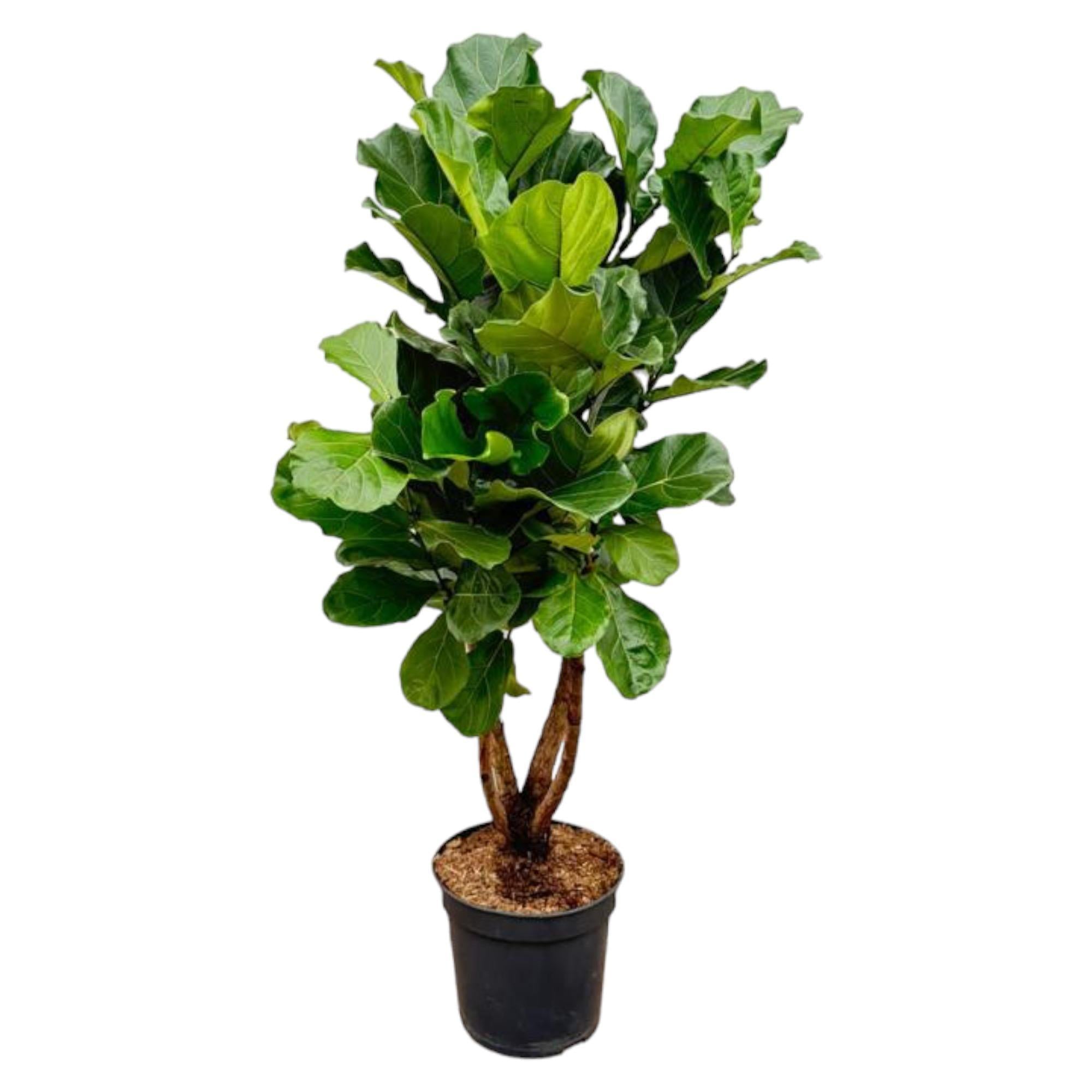 Ficus Lyrata verzweigt XL – 200 cm – ø32