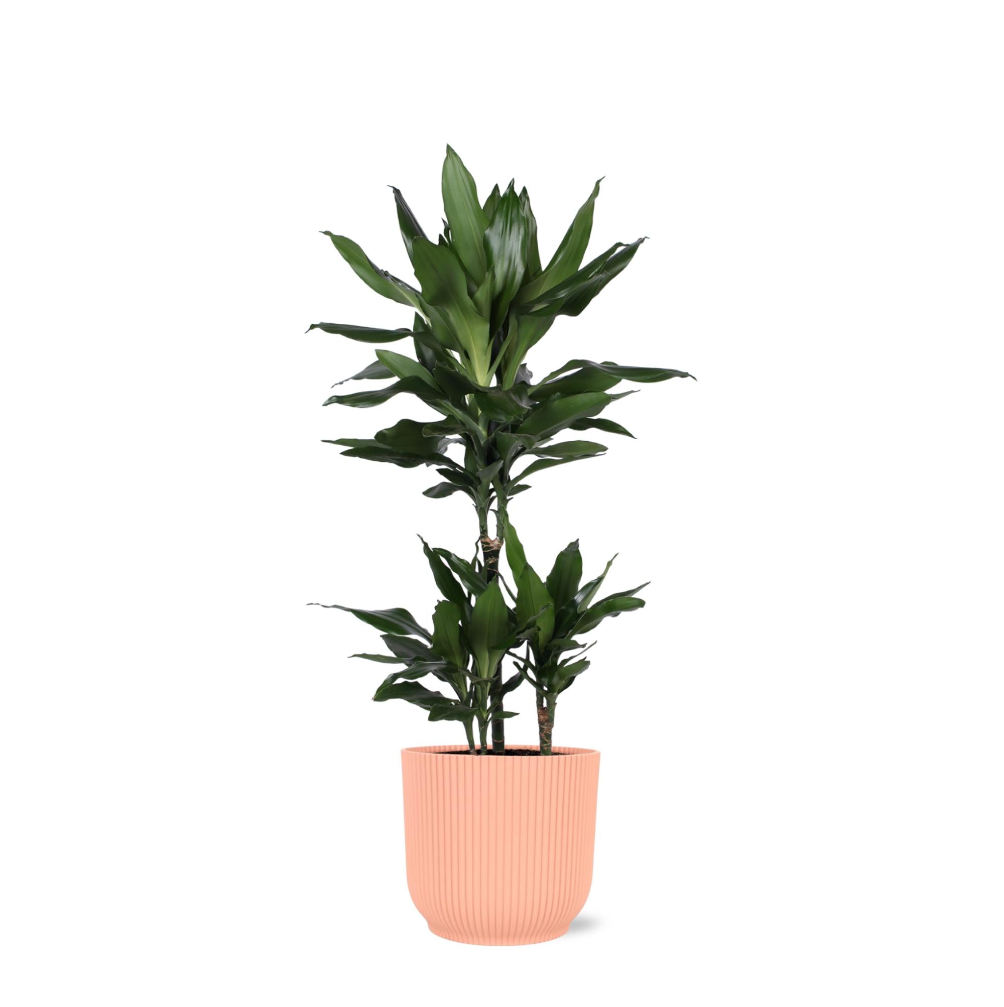 Dracaena Janet Lind Ø21cm - ↕90cm in Vibes PINK pot