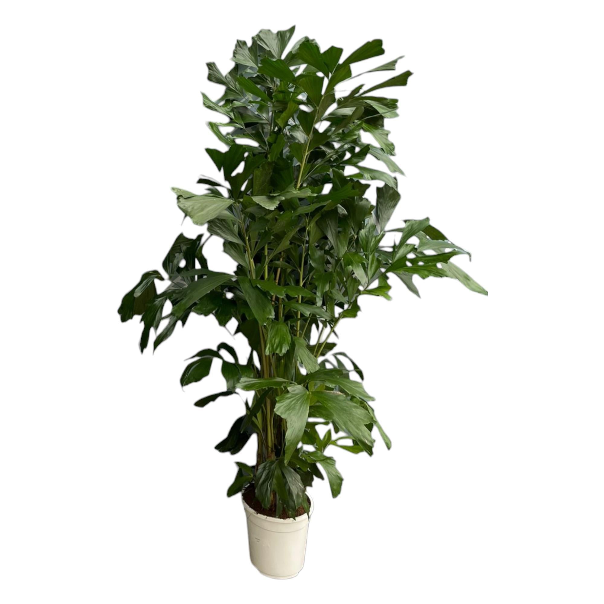 Caryota Mitis – 170 cm – Ø24