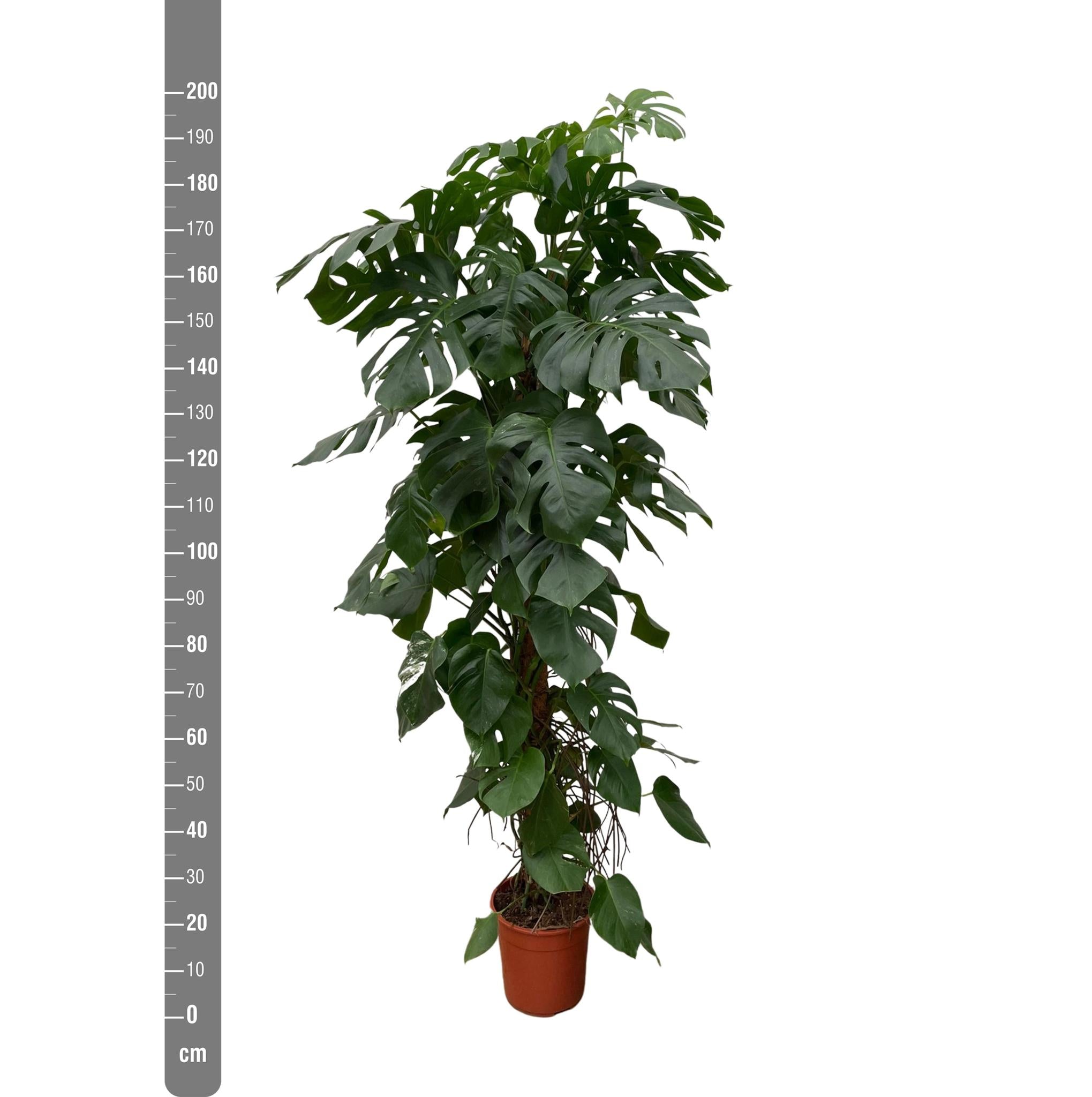 Monstera Deliciosa XXL – 225 cm – ⌀40