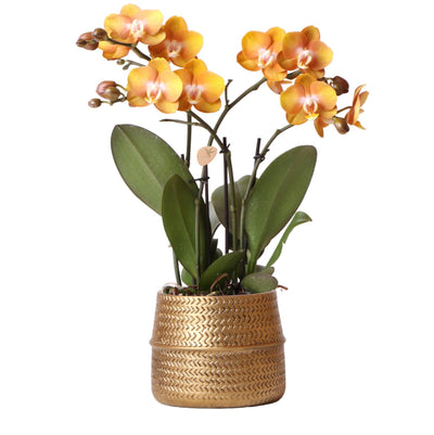 BoundlessGreen & Kolibri Orchids | Oranje Phalaenopsis orchidee Las Vegas in gouden Groove sierpot - Ø12cm