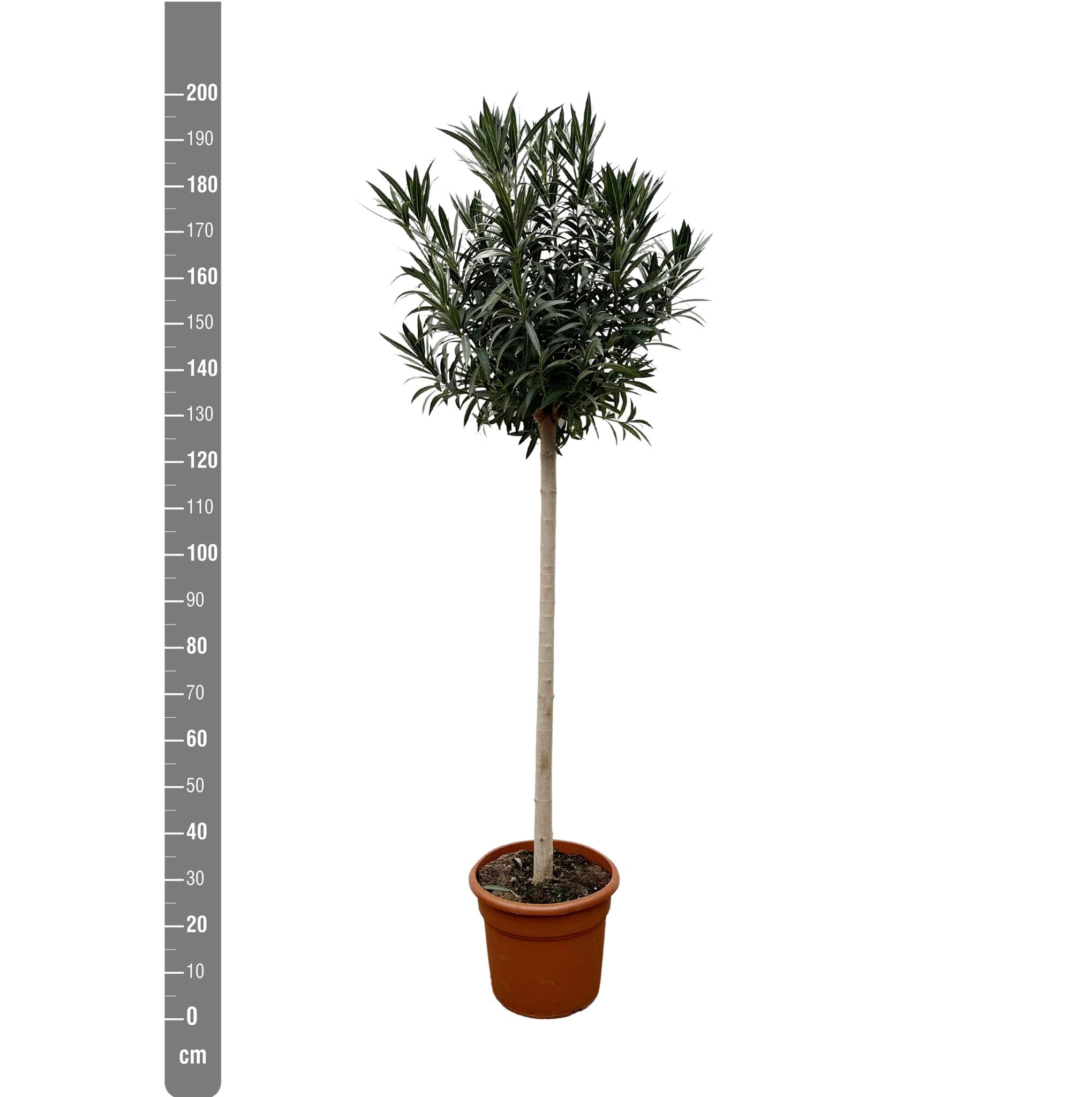 Nerium Oleander auf Stiel mit weißer Blüte – 170 cm – Ø40