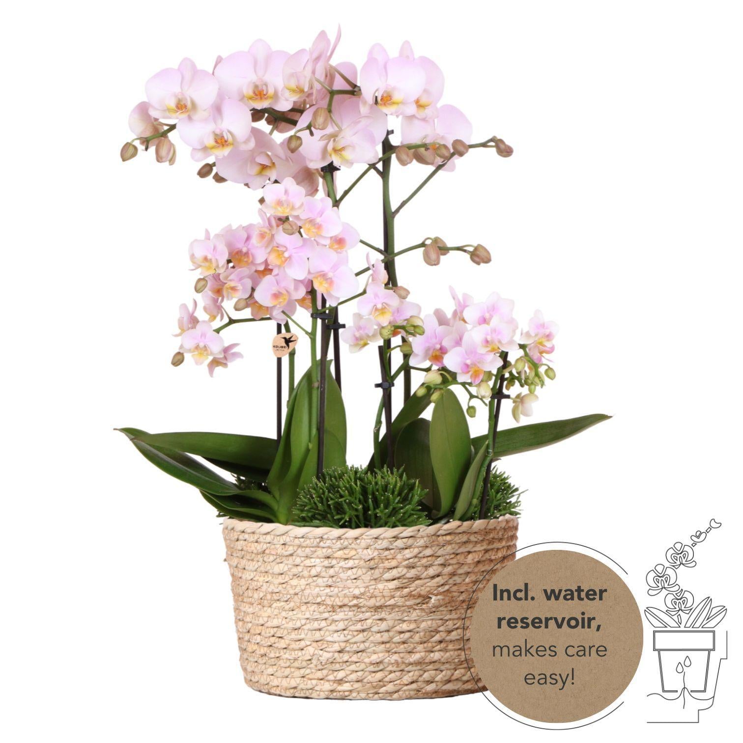 Hummingbird Orchids | pink plant set in Reed Basket incl. water reservoir | three pink orchids and three green Rhipsalis plants | Field Bouquet pink with self-sufficient water reservoir