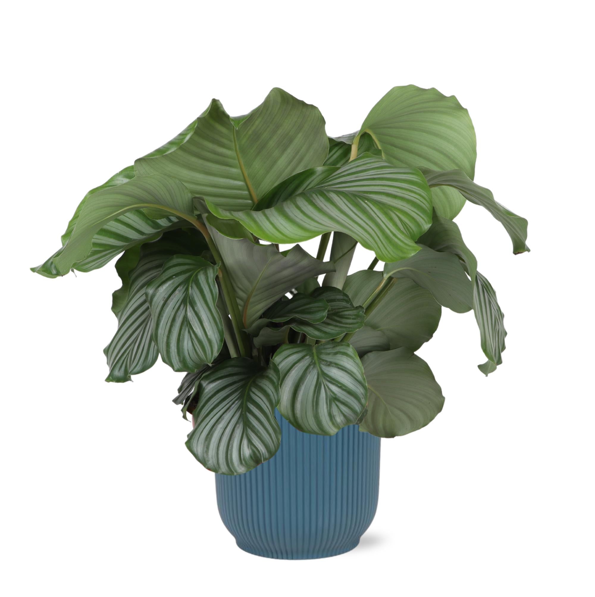 Calathea Orbifolia Ø21cm - ↕70cm in VIBES blue pot