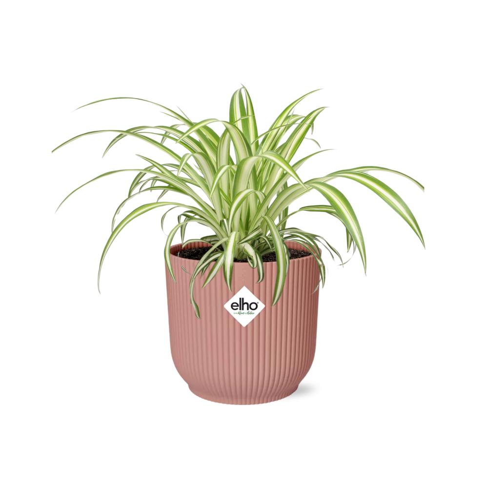 Chlorophytum Comosum Variegatum in ELHO Vibes Fold 14cm pink