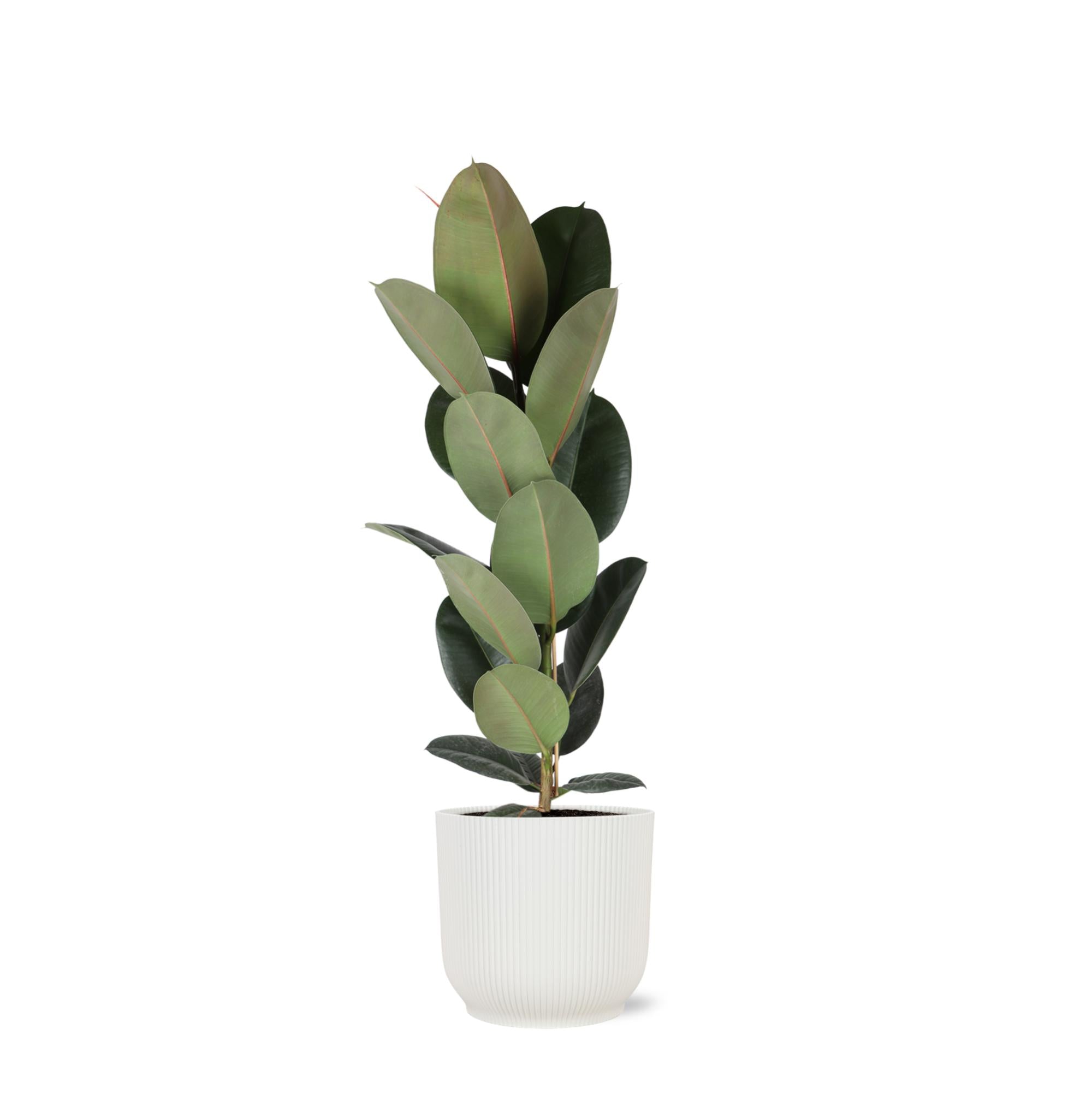 Ficus Elastica Robusta - Ø21cm - ↕90cm in Vibes WHITE pot