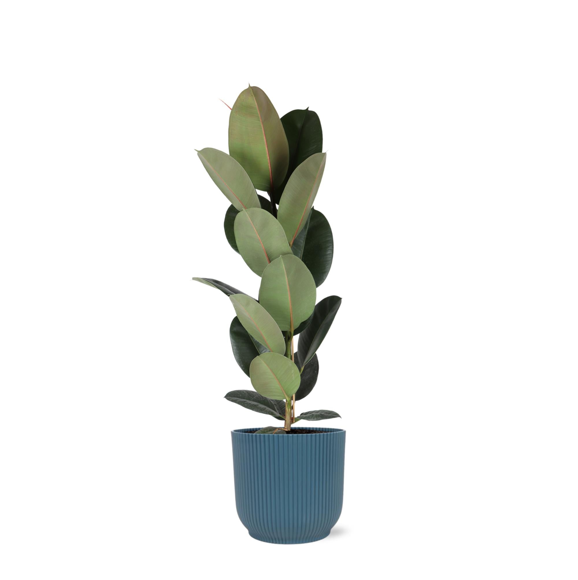 Ficus Elastica Robusta - Ø21cm - ↕90cm in Vibes blue pot