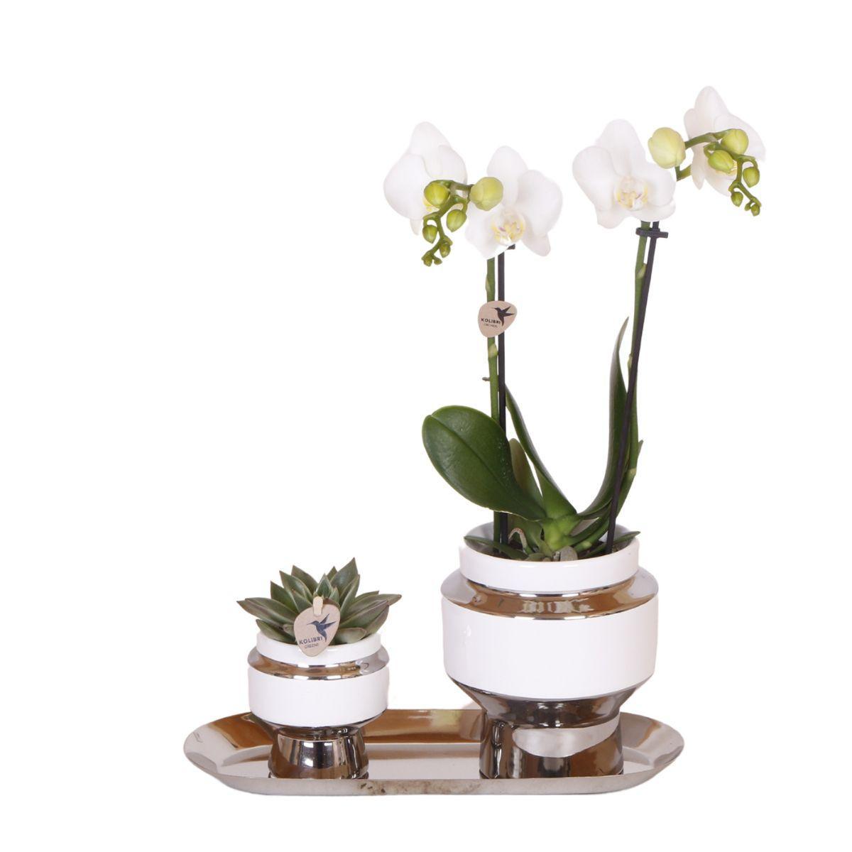 Kolibri Company - Set of white orchid and Succulent on silver tray - fresh from the grower