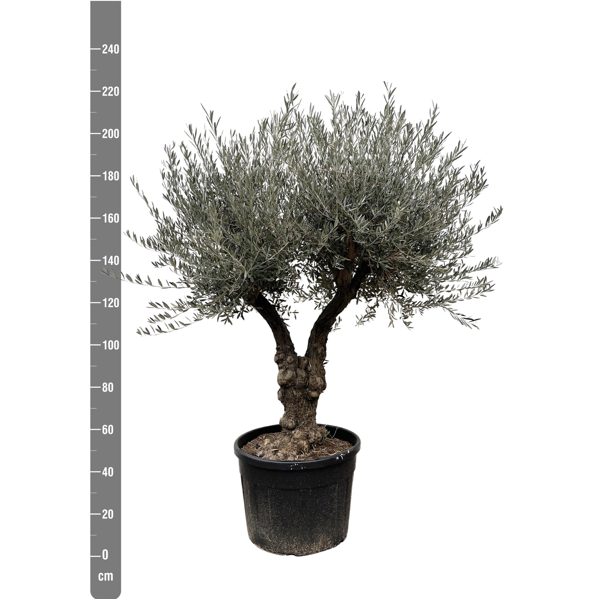 Olea Europaea Bonsai branched - 220cm - Ø50