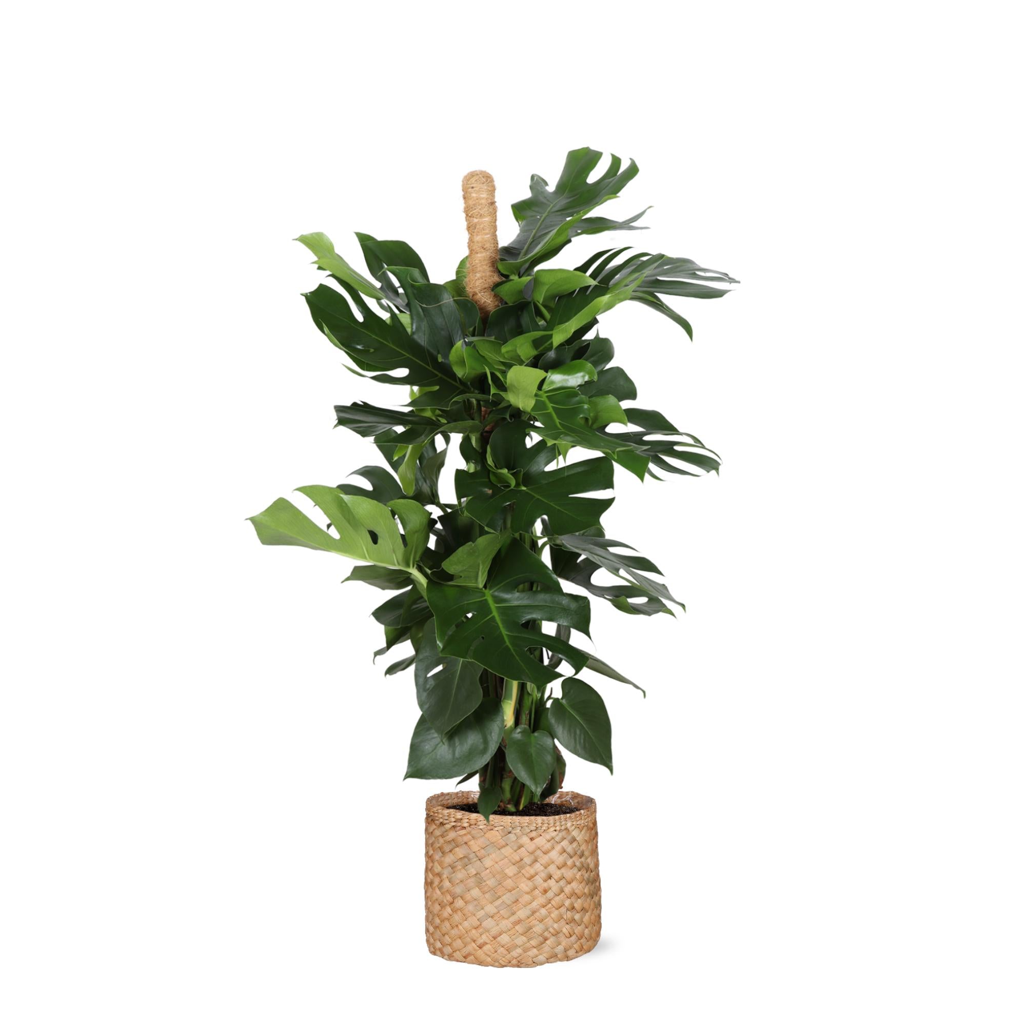 Monstera Deliciosa MOSS STICK Ø27cm ↕150cm in Albury NATURAL basket