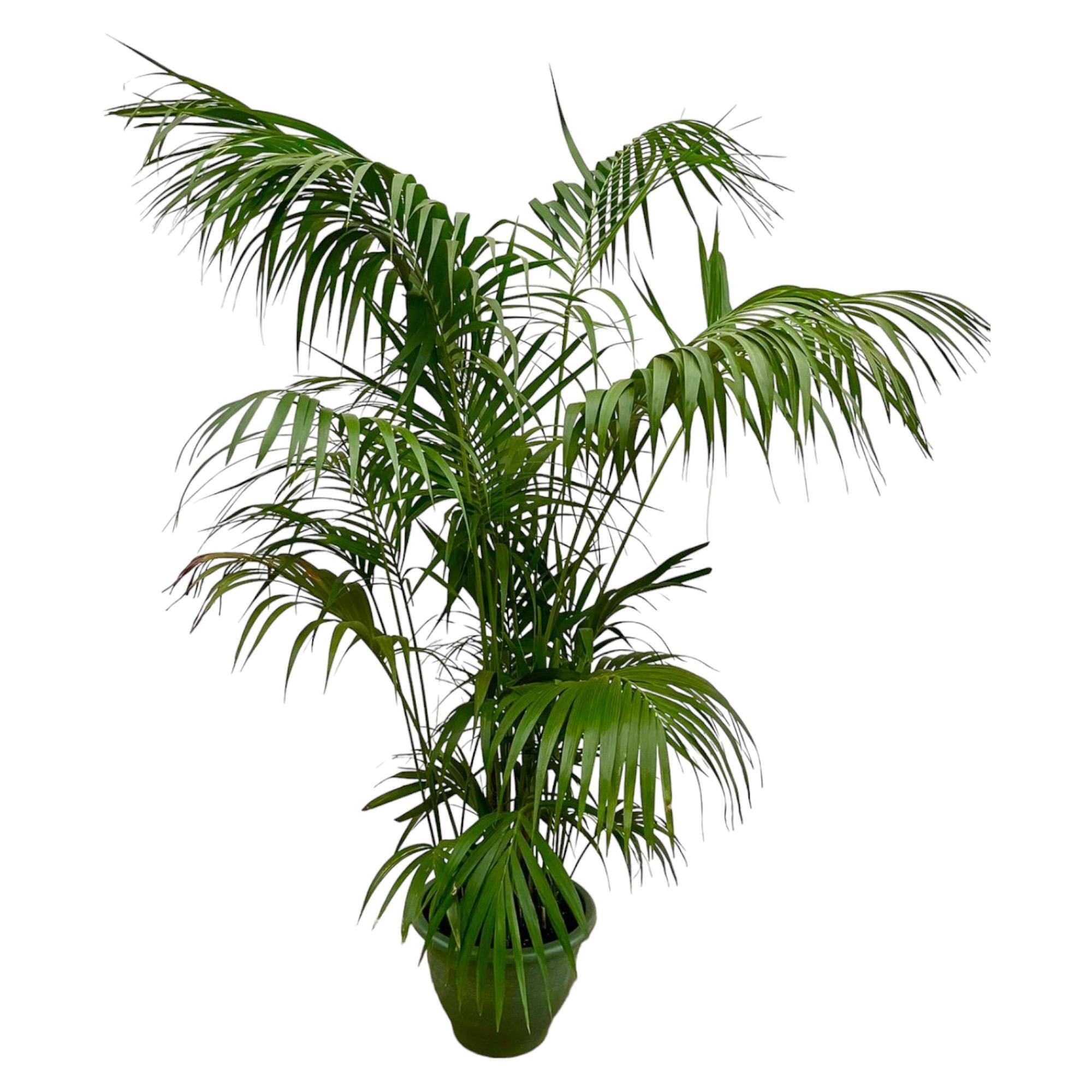 Kentia Palm XXL - 275cm - ø35