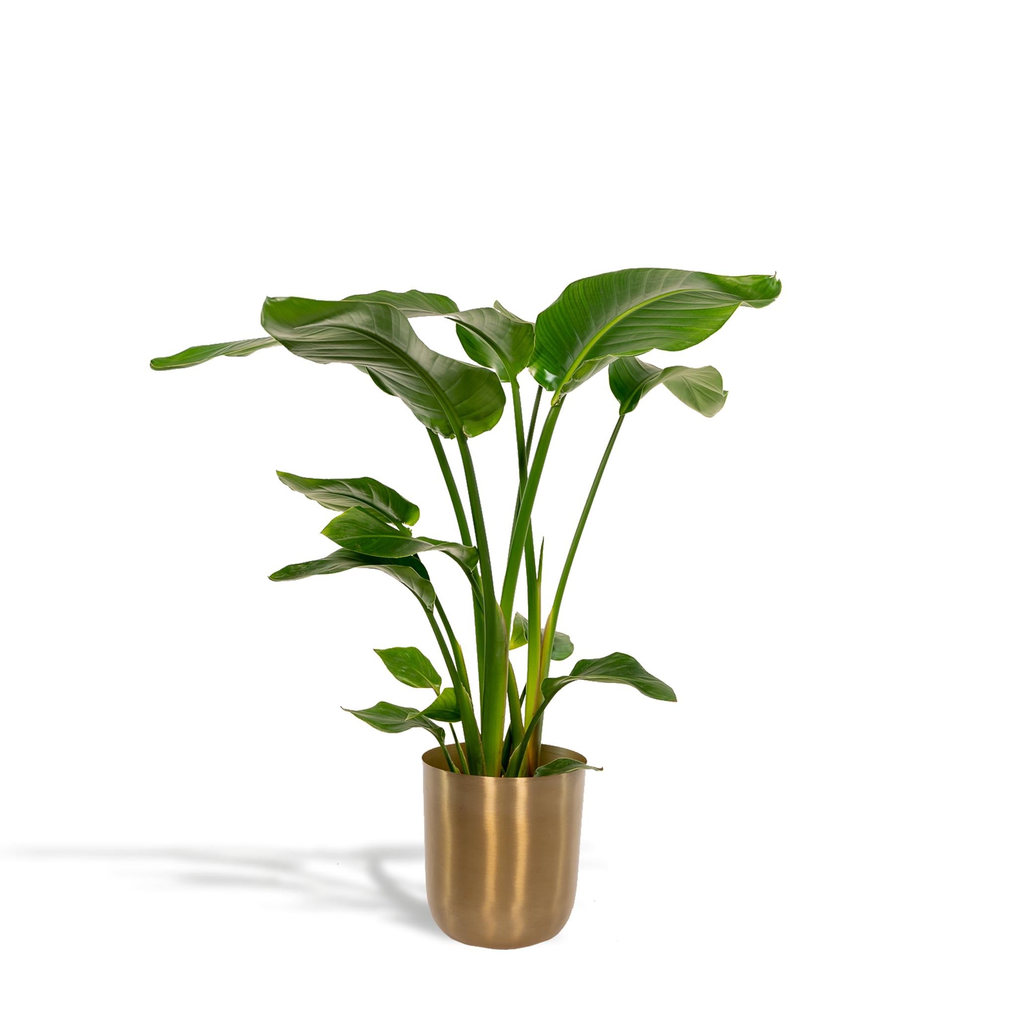 Strelitzia Nicolaid - ↨90cm - Ø19cm + Topf Mayk Gold