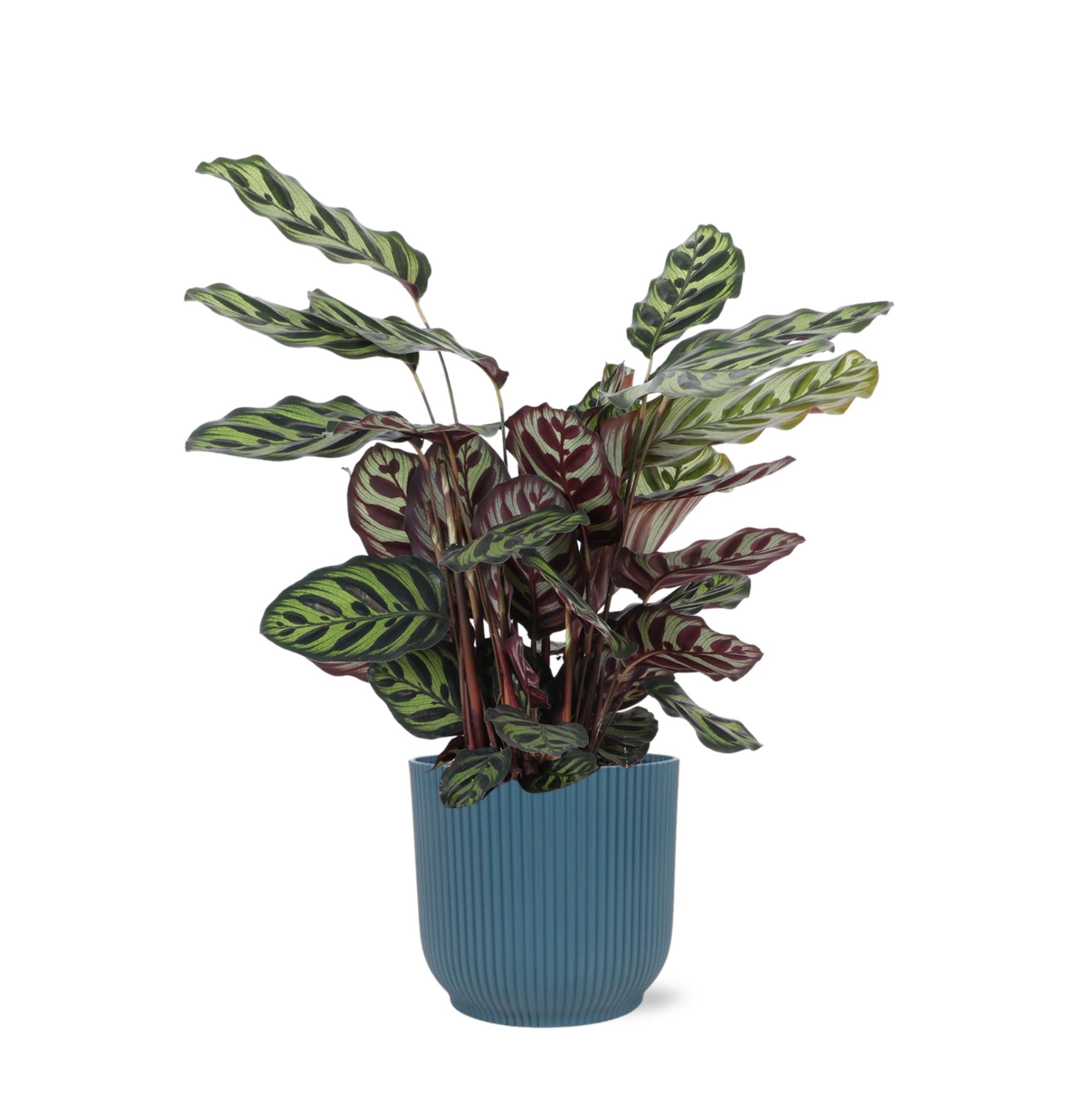 Calathea Makoyana Ø21cm - ↕70cm in Vibes BLUE pot