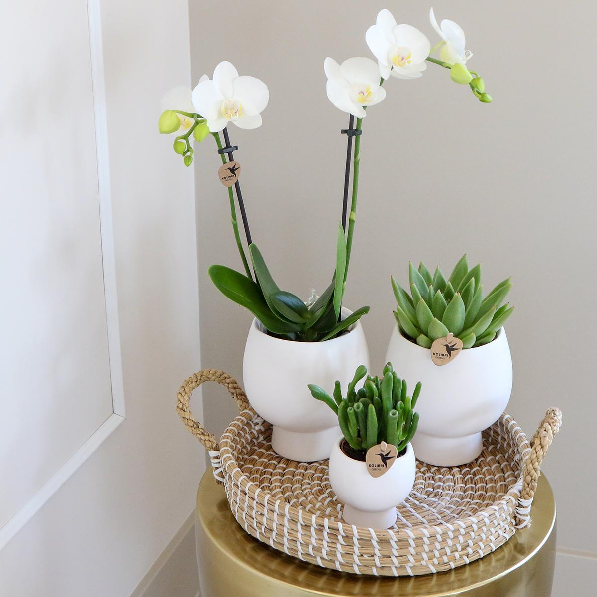 Hummingbird Company | Gift set Scandic white | Plant set with white Phalaenopsis Orchid and Succulents incl. ceramic decorative pots