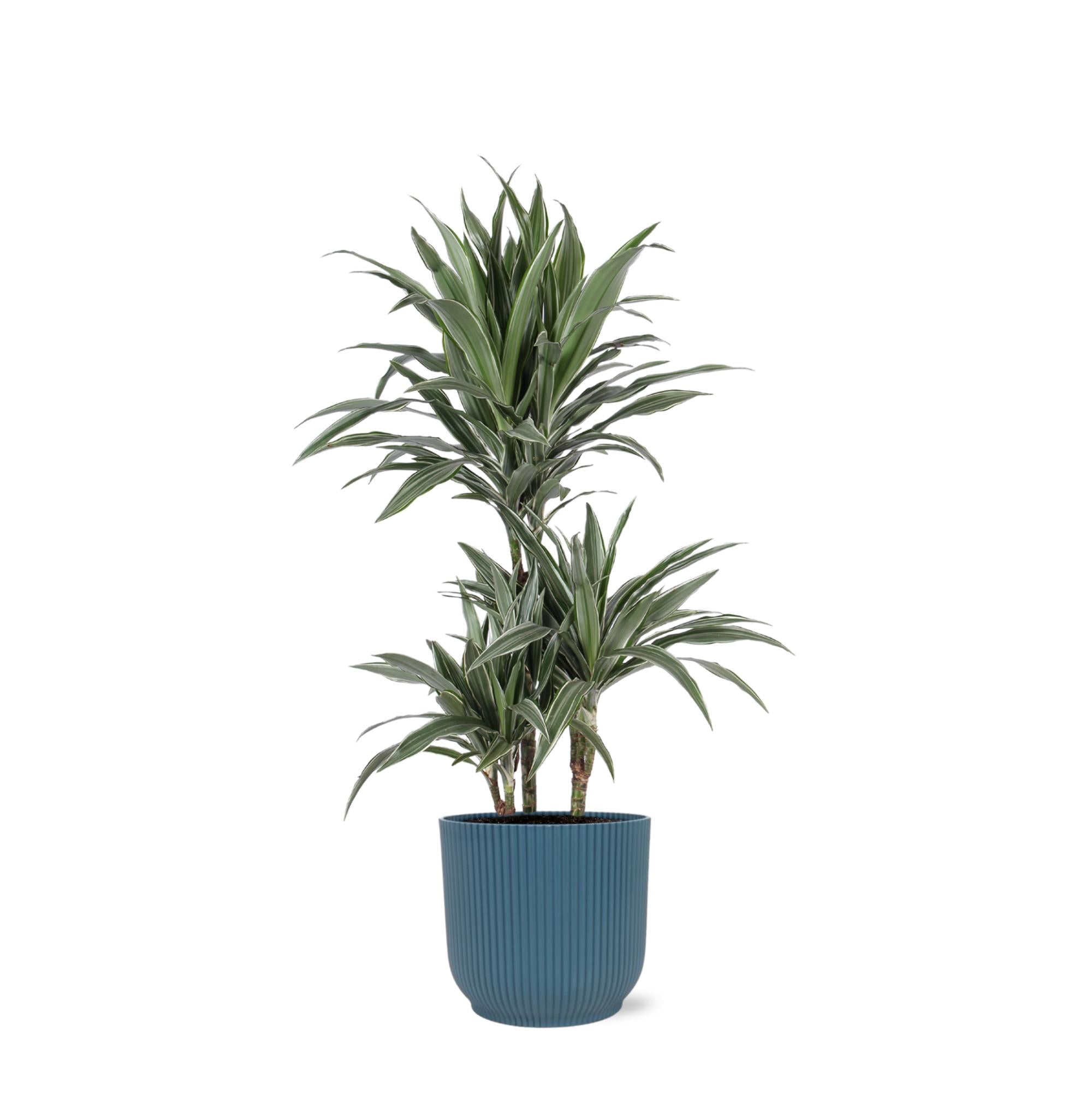 Dracaena Warneckii Ø21cm - ↕65cm im Vibes BLUE Topf