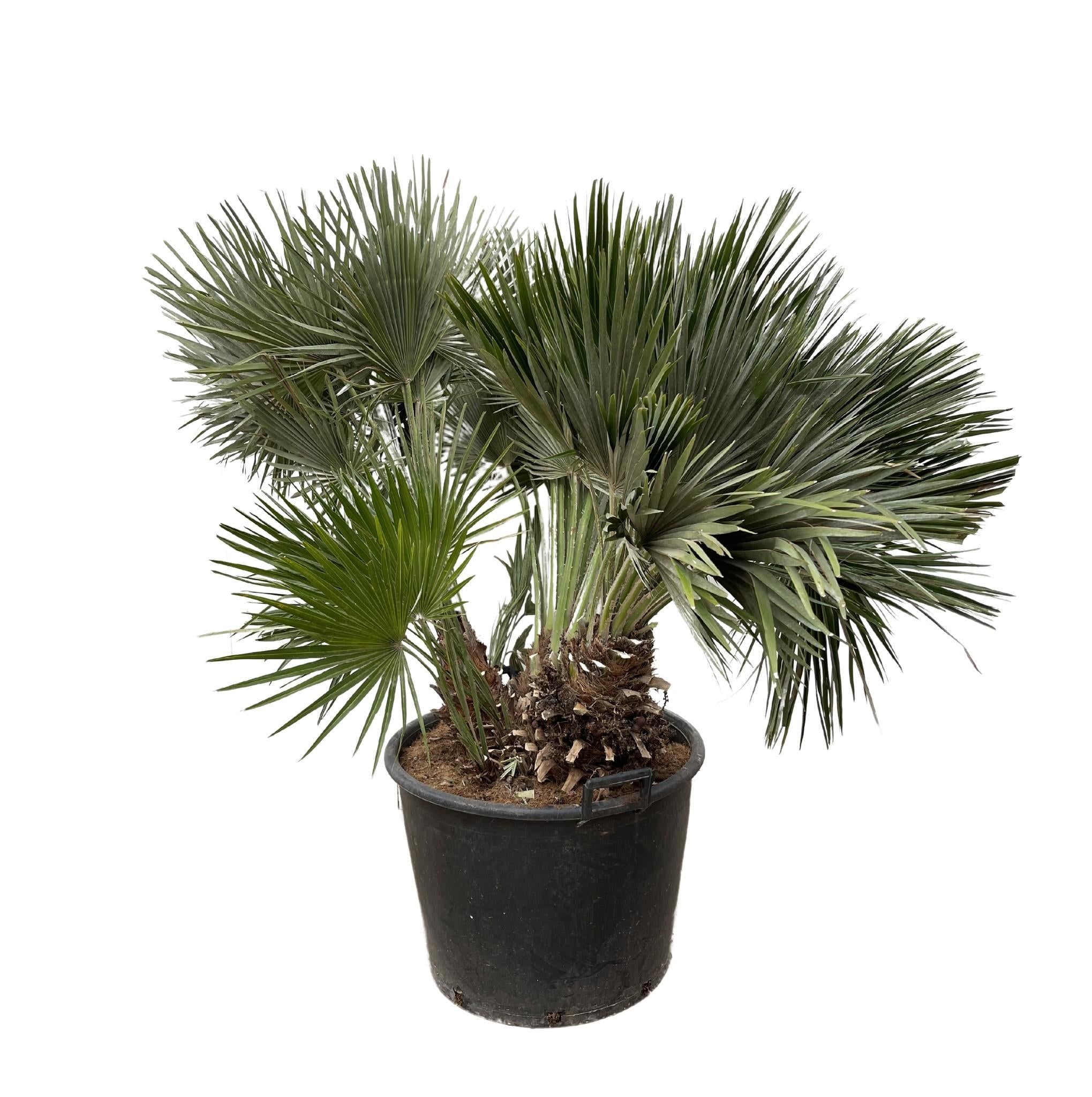 Chamaerops Humilis kompakt – 120 cm – ø80