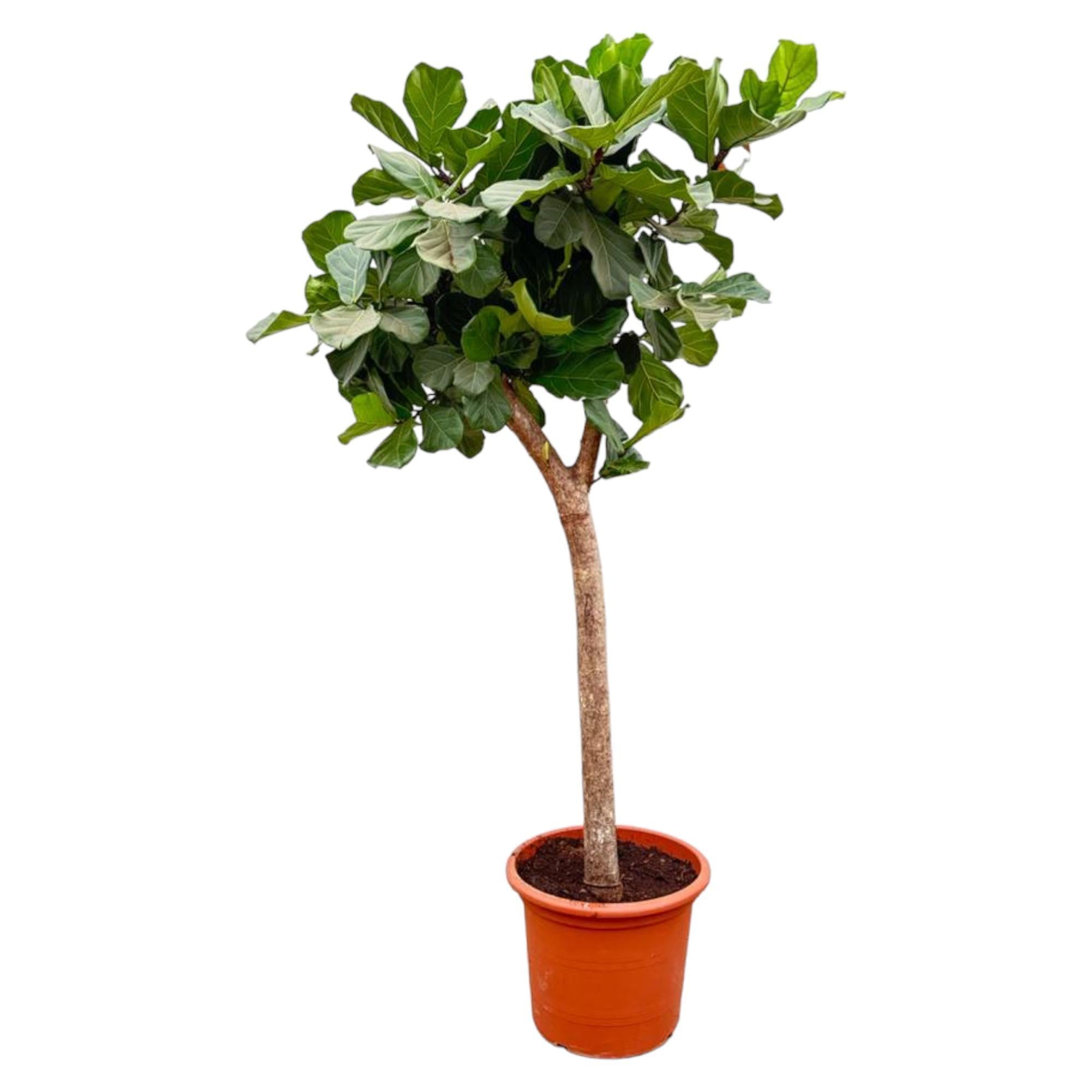 Ficus Lyrata-Baum XXXL – 230 cm – ø42