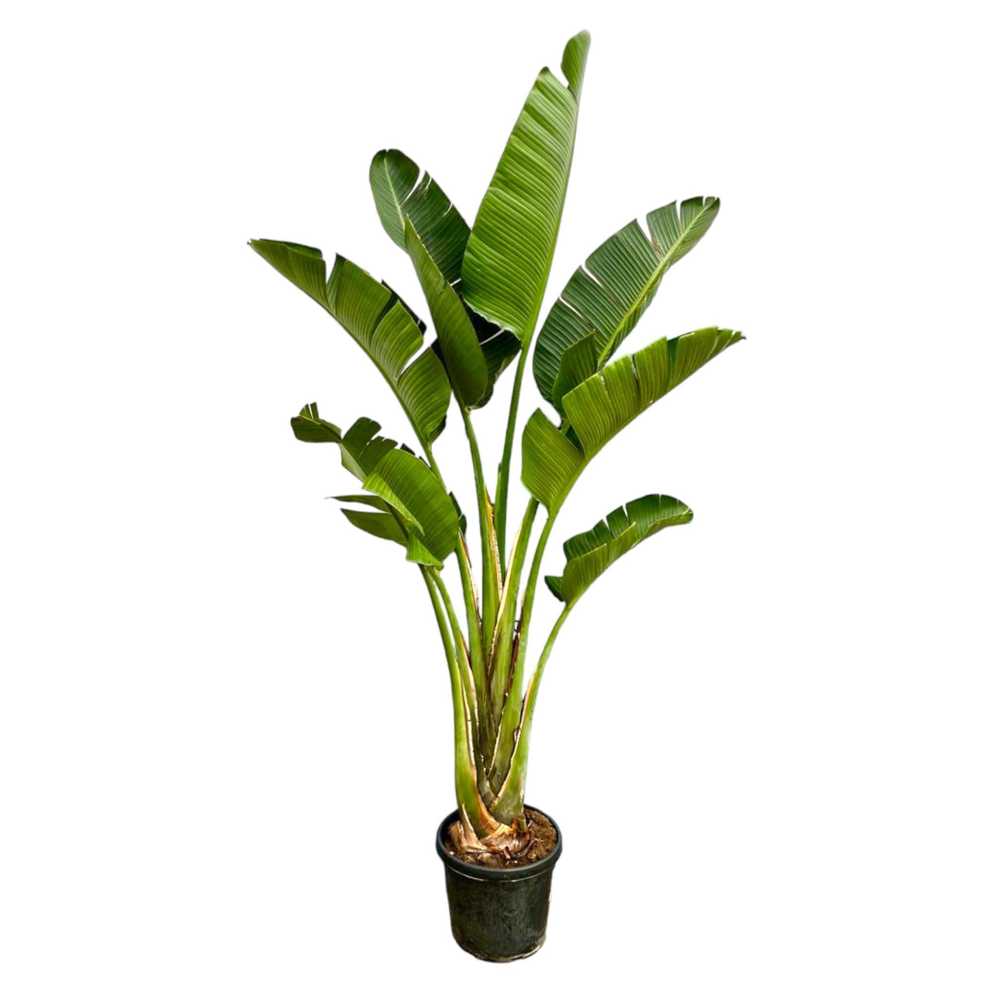 Strelitzia Augusta – 250 cm – ⌀45