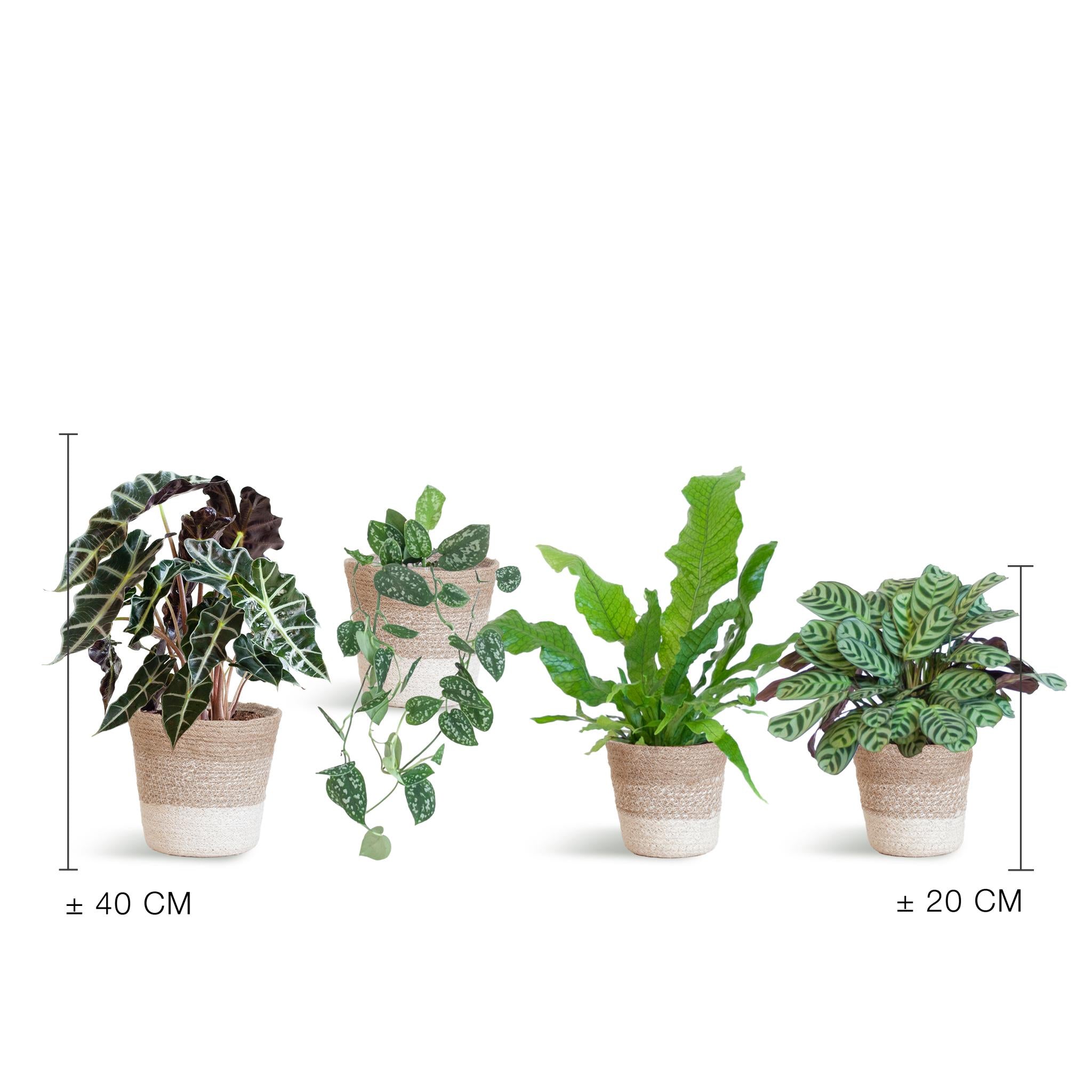 Plant set small