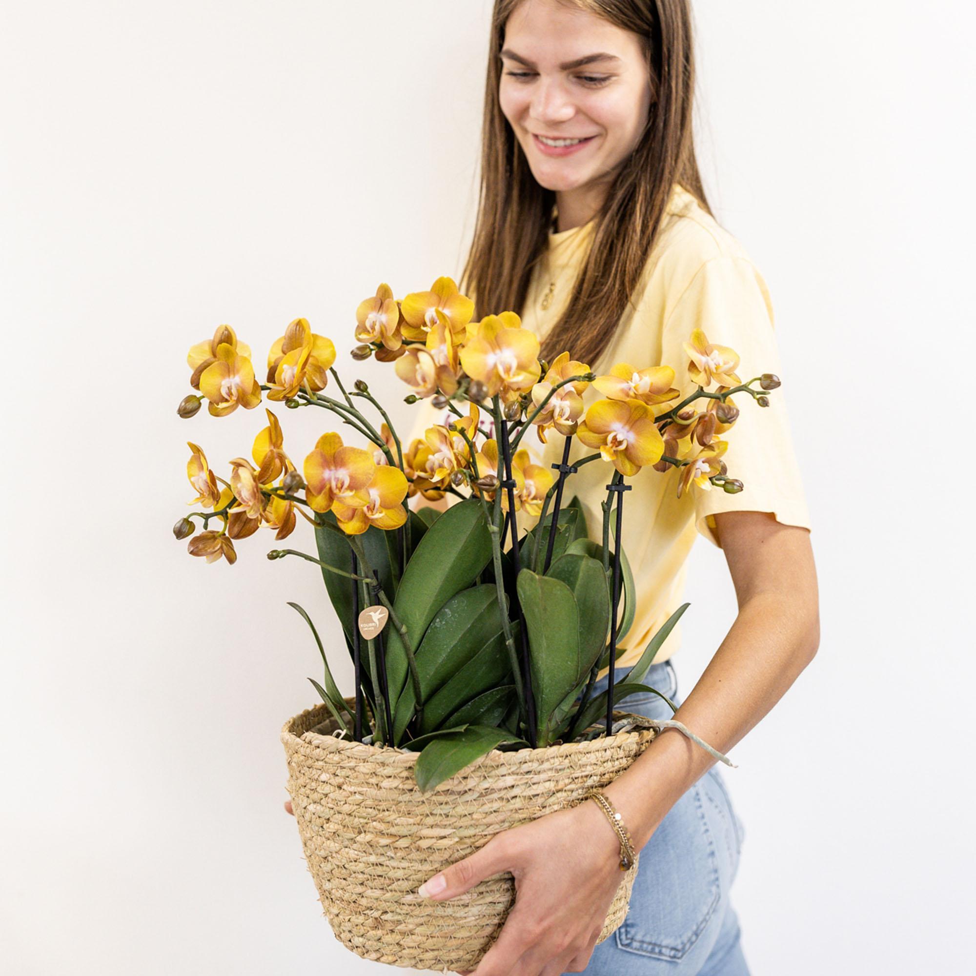 Hummingbird Orchids | orange orchid set in Cotton Basket incl. water reservoir | three orange orchids Las Vegas 12cm | Mono Bouquet orange with self-sufficient water reservoir.